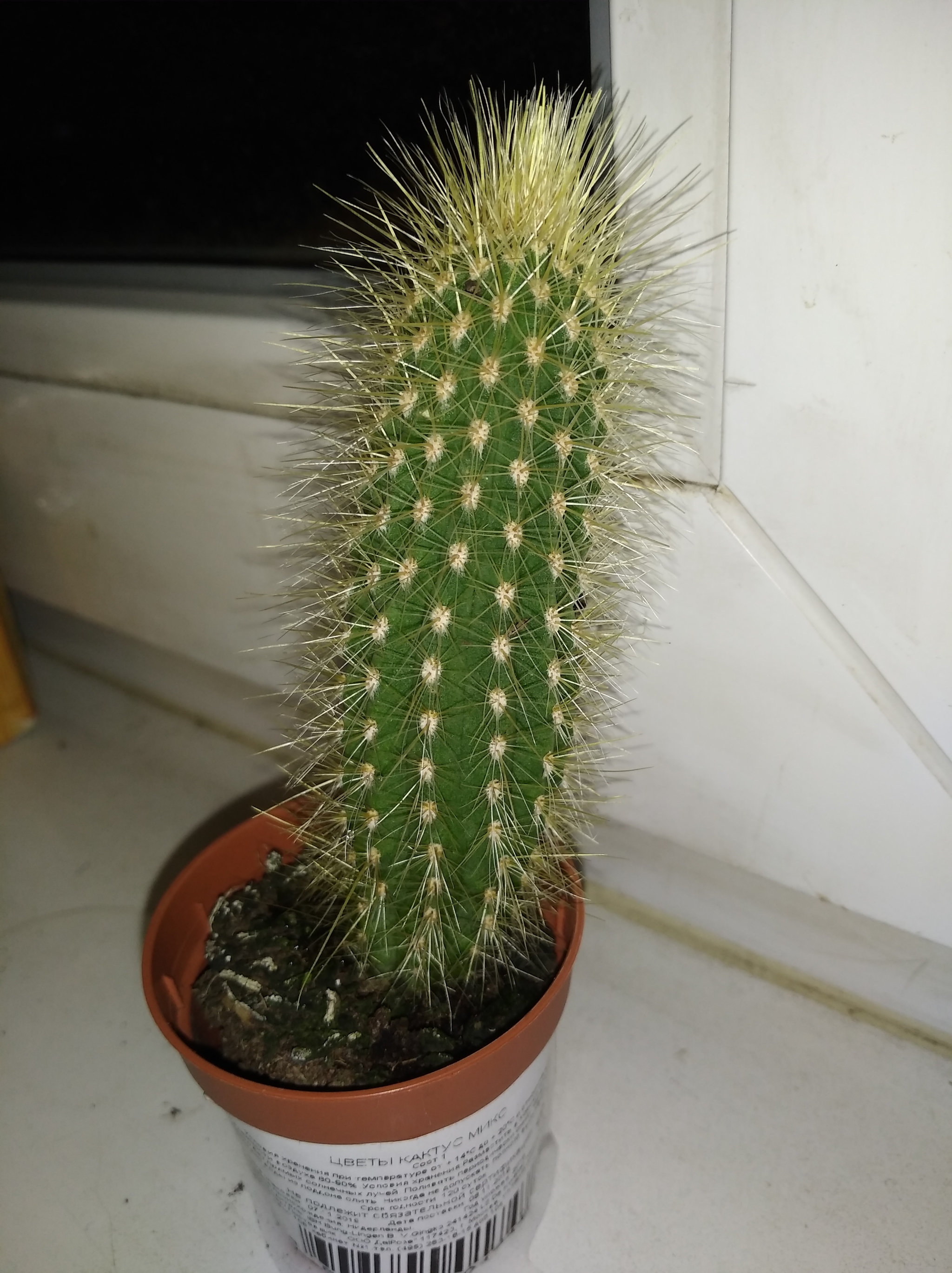 Hard offtopic. - My, Cactus, Question, Mat, Longpost