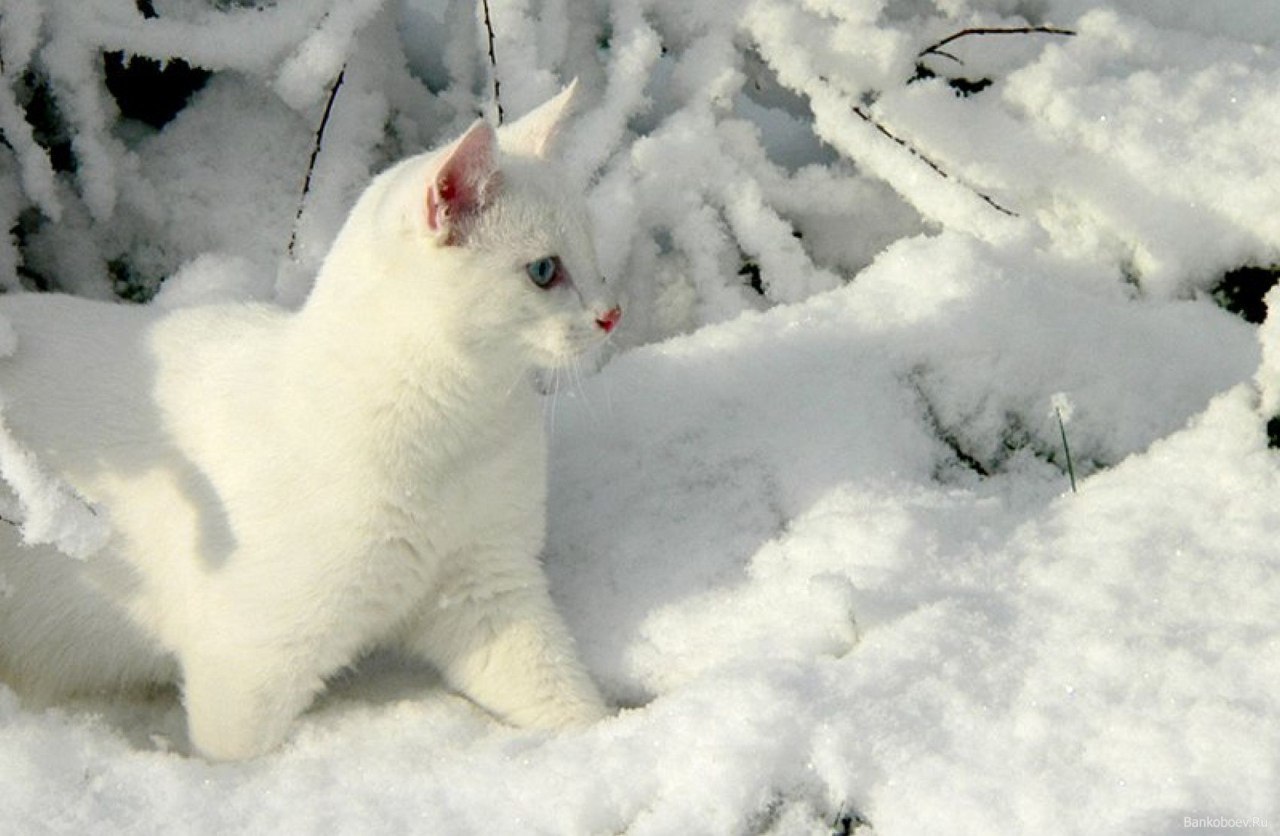 Белым бело... - Кот, Зима, Снег, Длиннопост