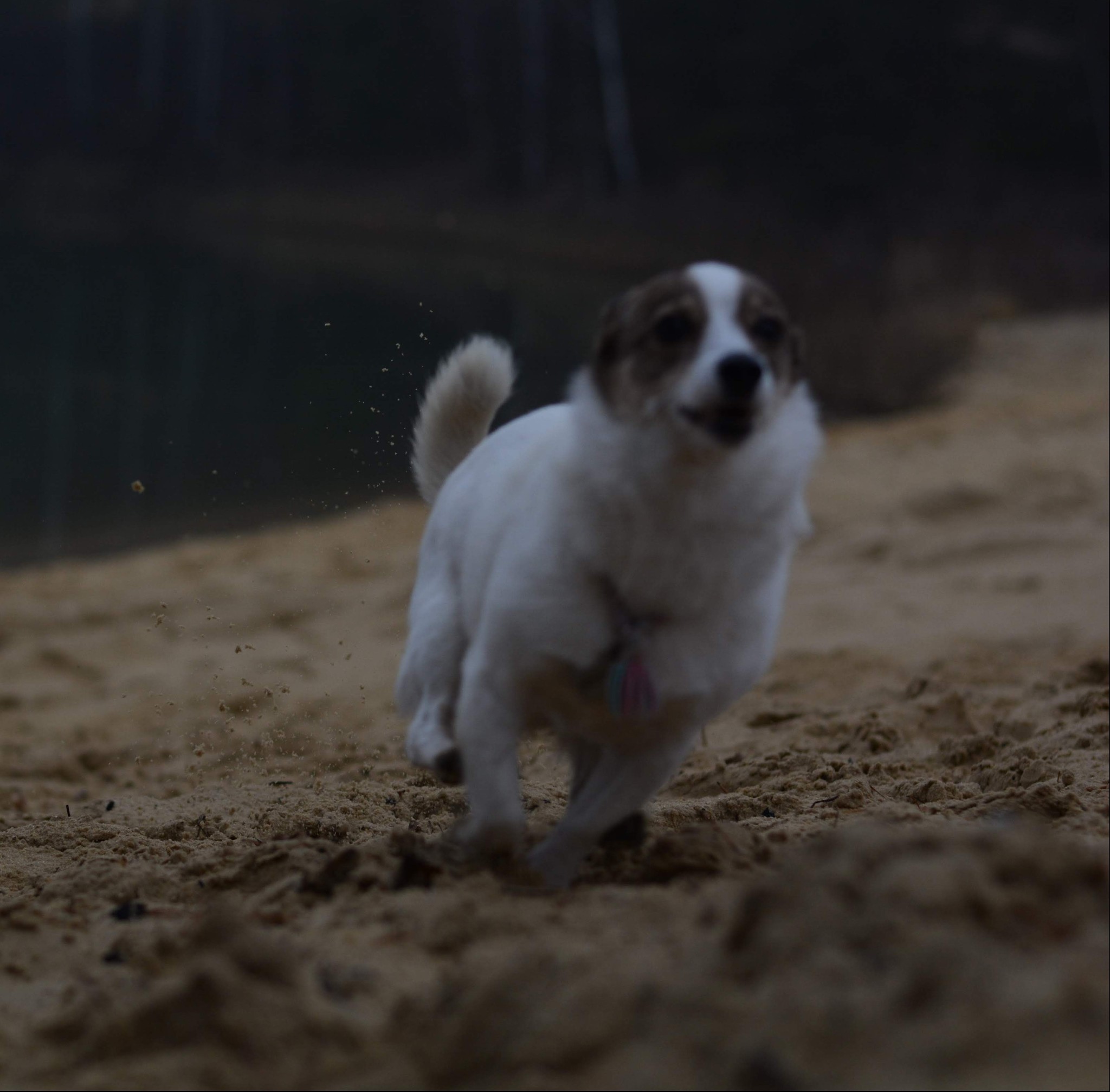 Autumn walk in a sand quarry - My, Dog, Cur, Animals, Pets, Autumn, Walk, Career, Longpost