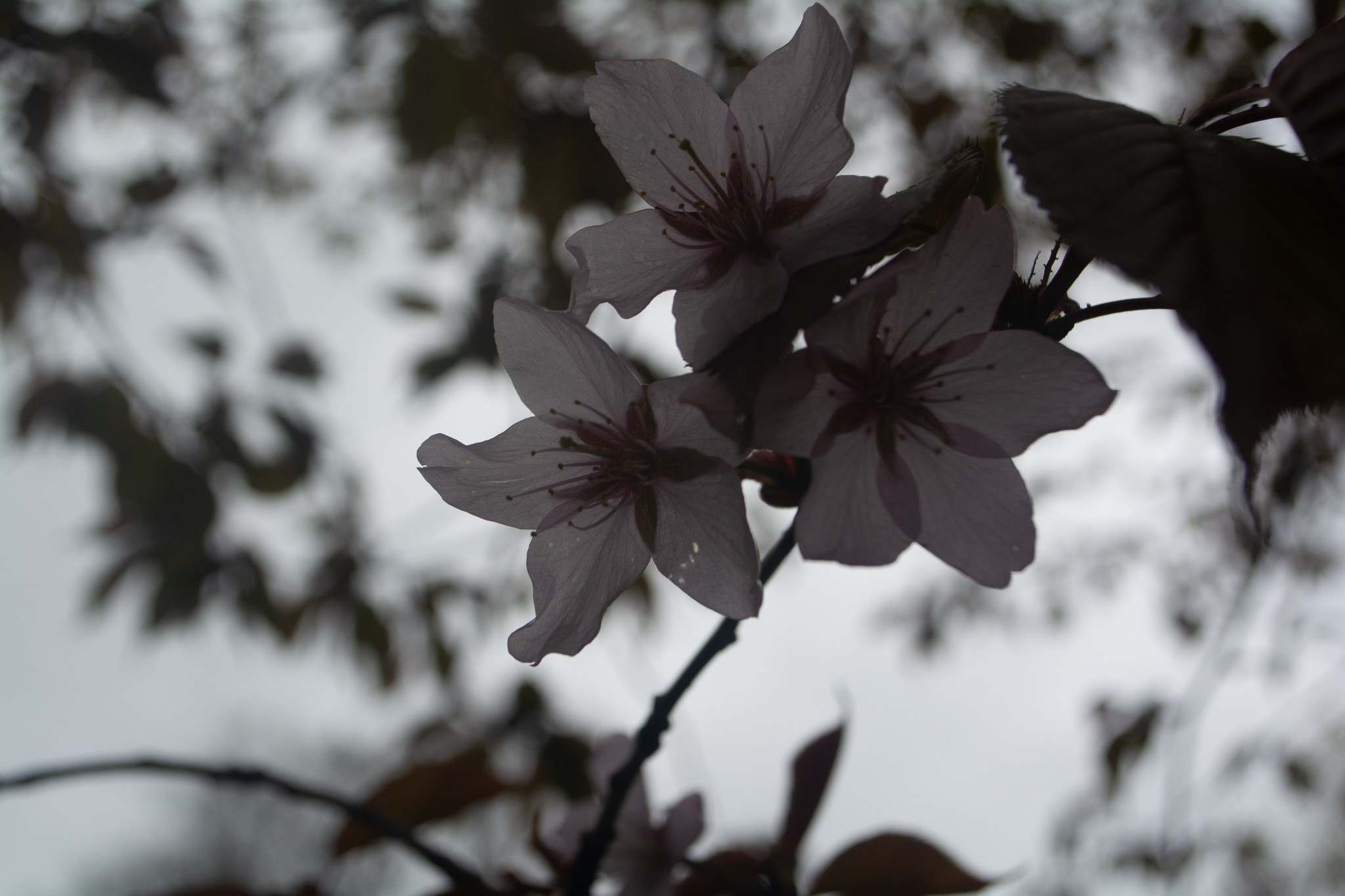 First spring on camera - My, Nikon d5200, 18-55mm, I want criticism, Beginning photographer