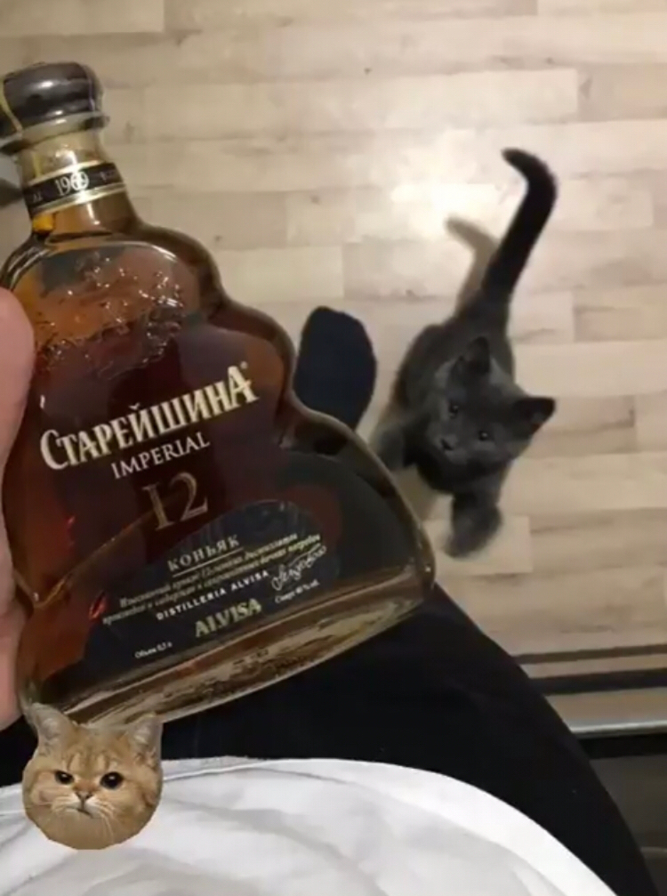 My pet - My, cat, Cognac