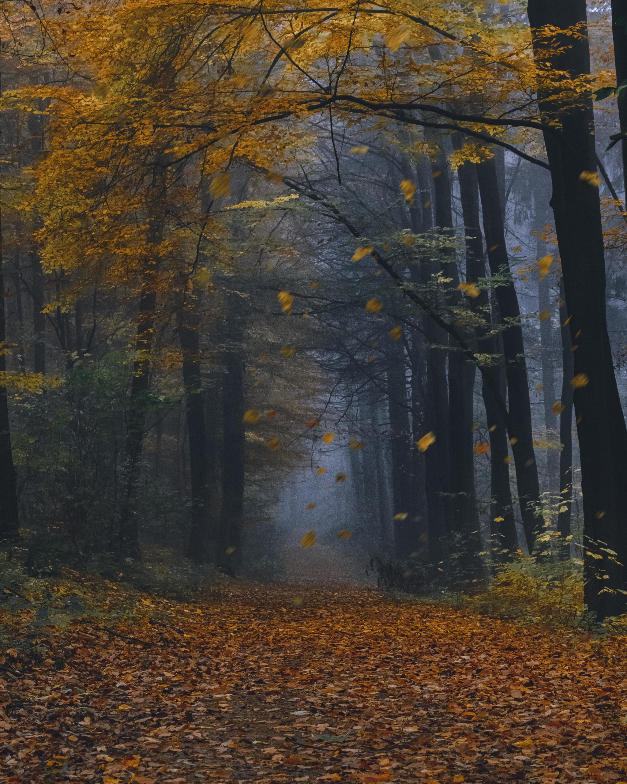 Autumn is passing... - The photo, Forest, Autumn, Tunnel, Wind, Nature