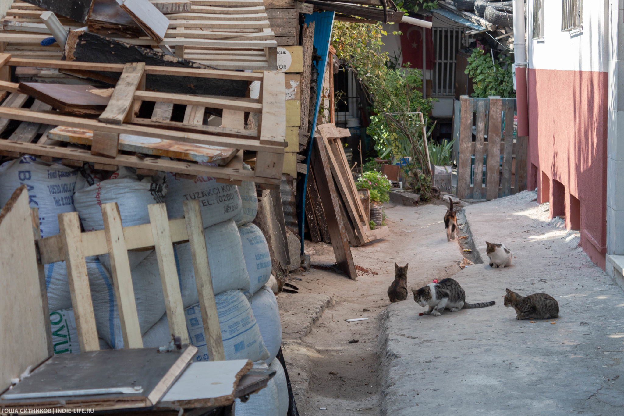 Istanbul cats (and dogs) - My, Istanbul, Turkey, Longpost, cat, Dog