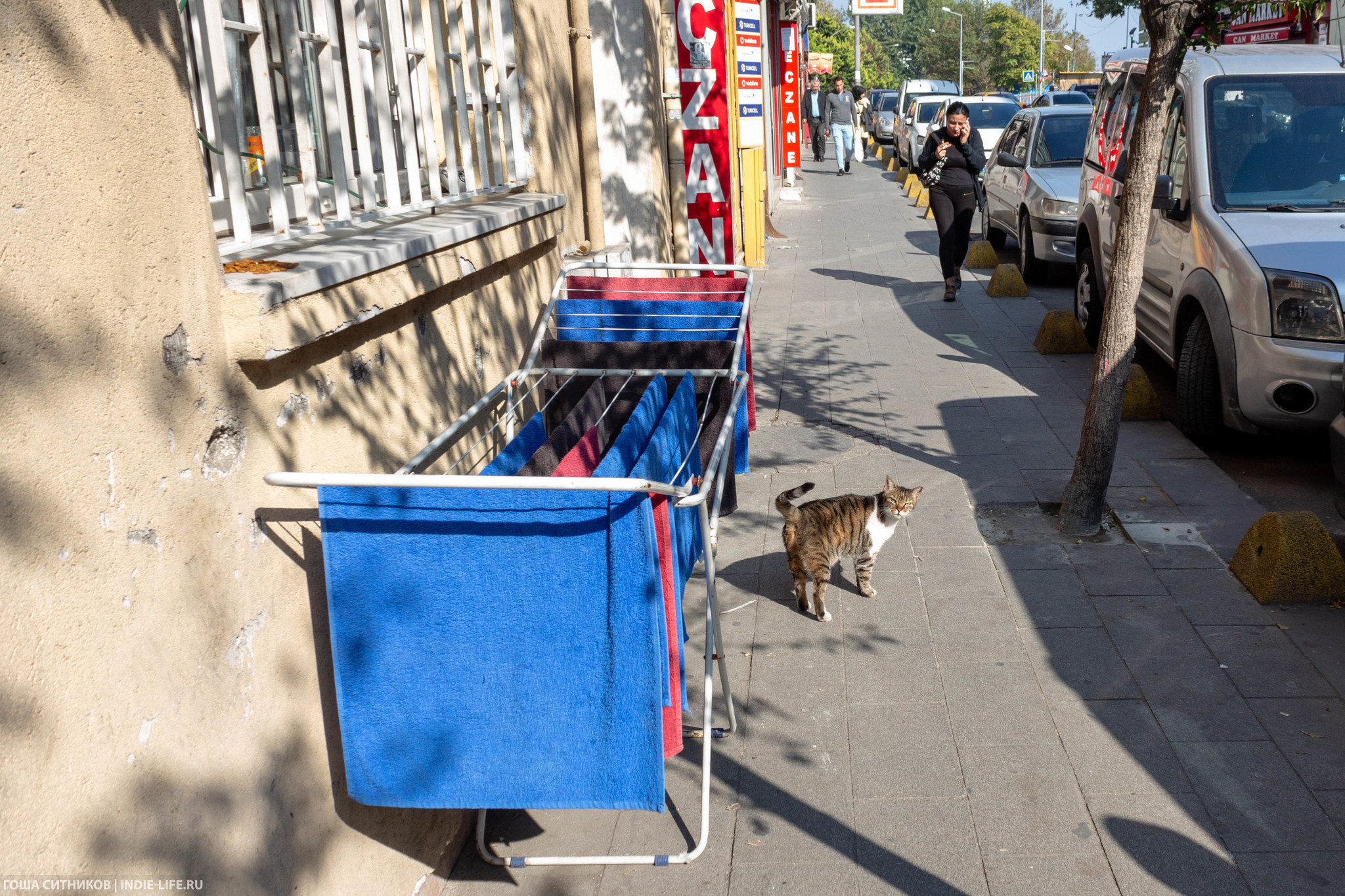 Istanbul cats (and dogs) - My, Istanbul, Turkey, Longpost, cat, Dog