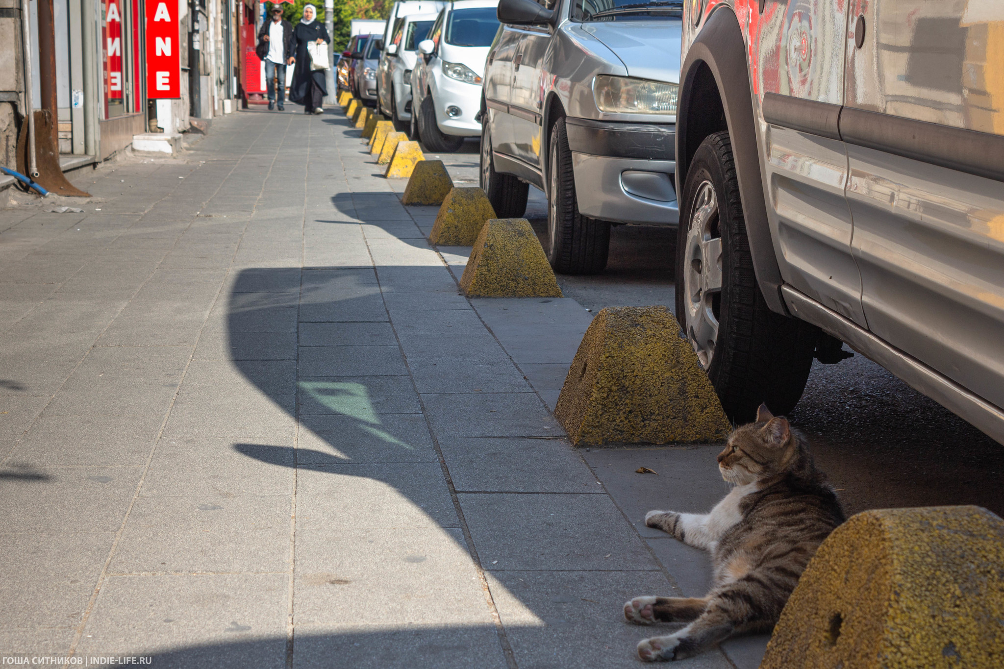 Istanbul cats (and dogs) - My, Istanbul, Turkey, Longpost, cat, Dog