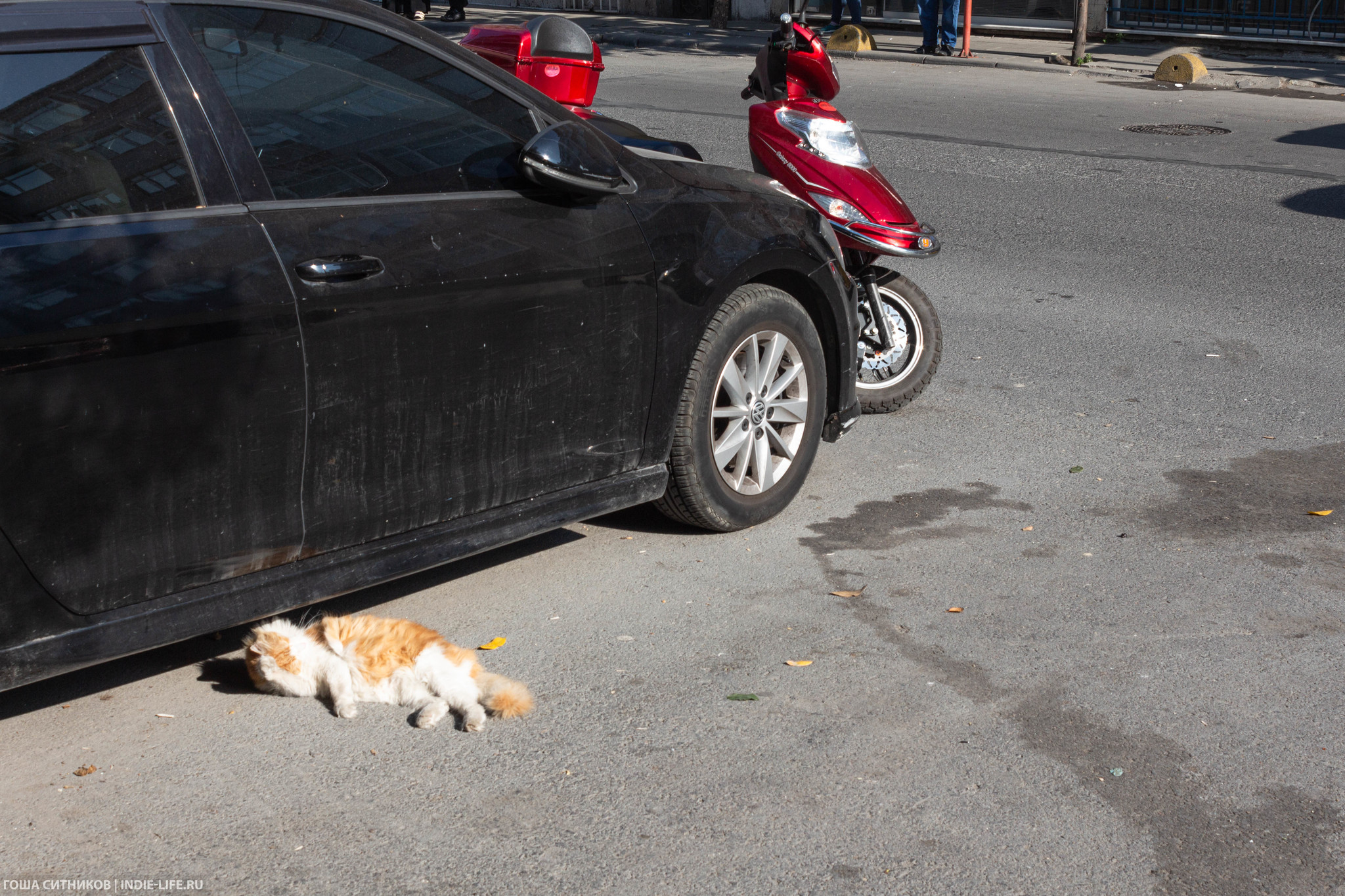 Istanbul cats (and dogs) - My, Istanbul, Turkey, Longpost, cat, Dog