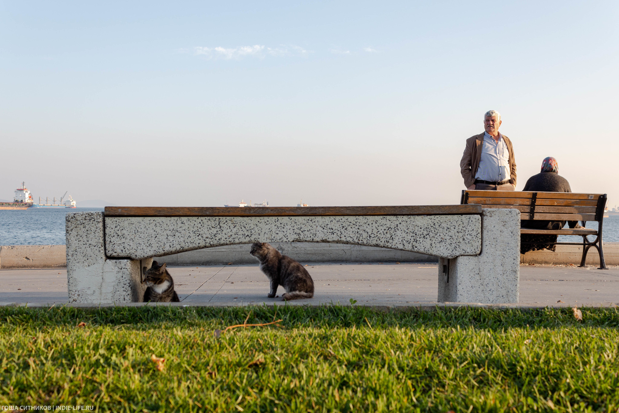 Istanbul cats (and dogs) - My, Istanbul, Turkey, Longpost, cat, Dog