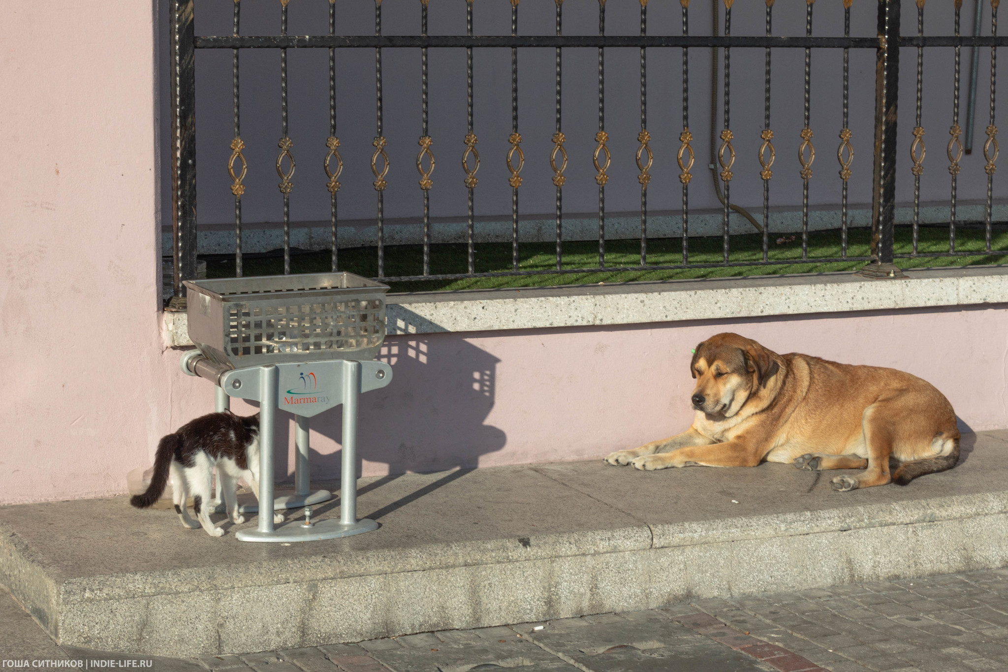 Istanbul cats (and dogs) - My, Istanbul, Turkey, Longpost, cat, Dog