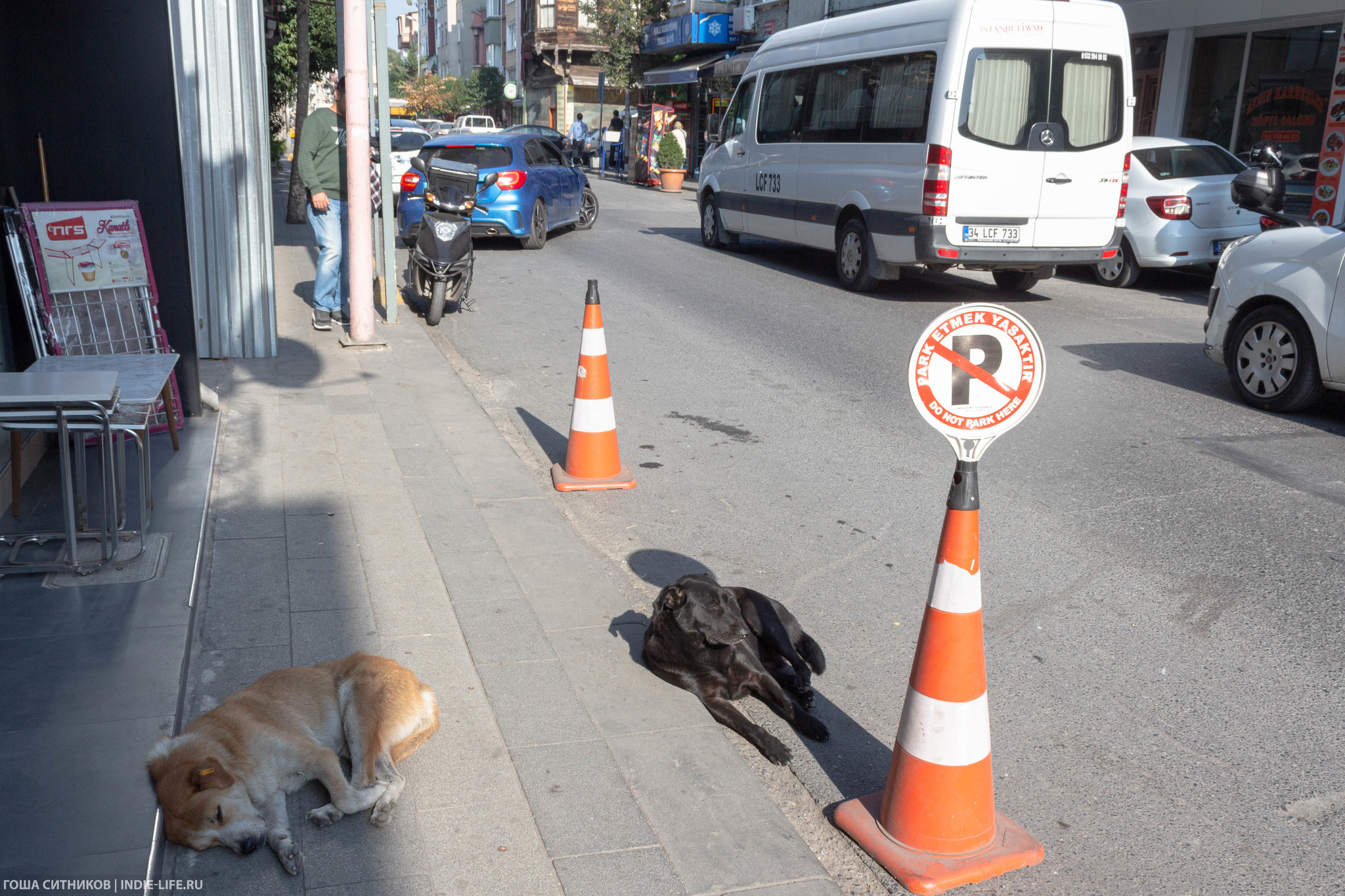 Istanbul cats (and dogs) - My, Istanbul, Turkey, Longpost, cat, Dog