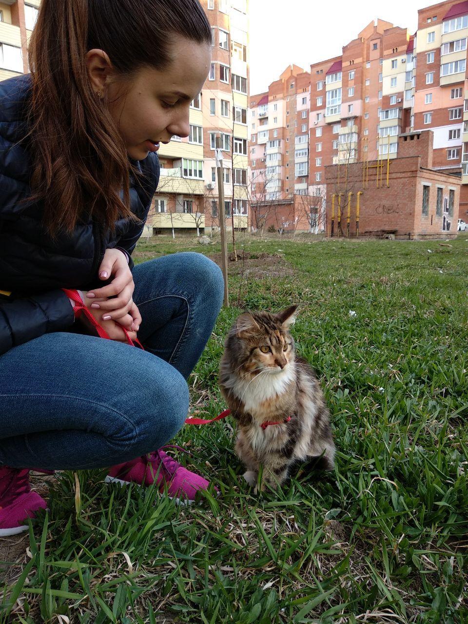 How do you do your favorite things? :) - My, Catomafia, Longpost, cat, Maine Coon