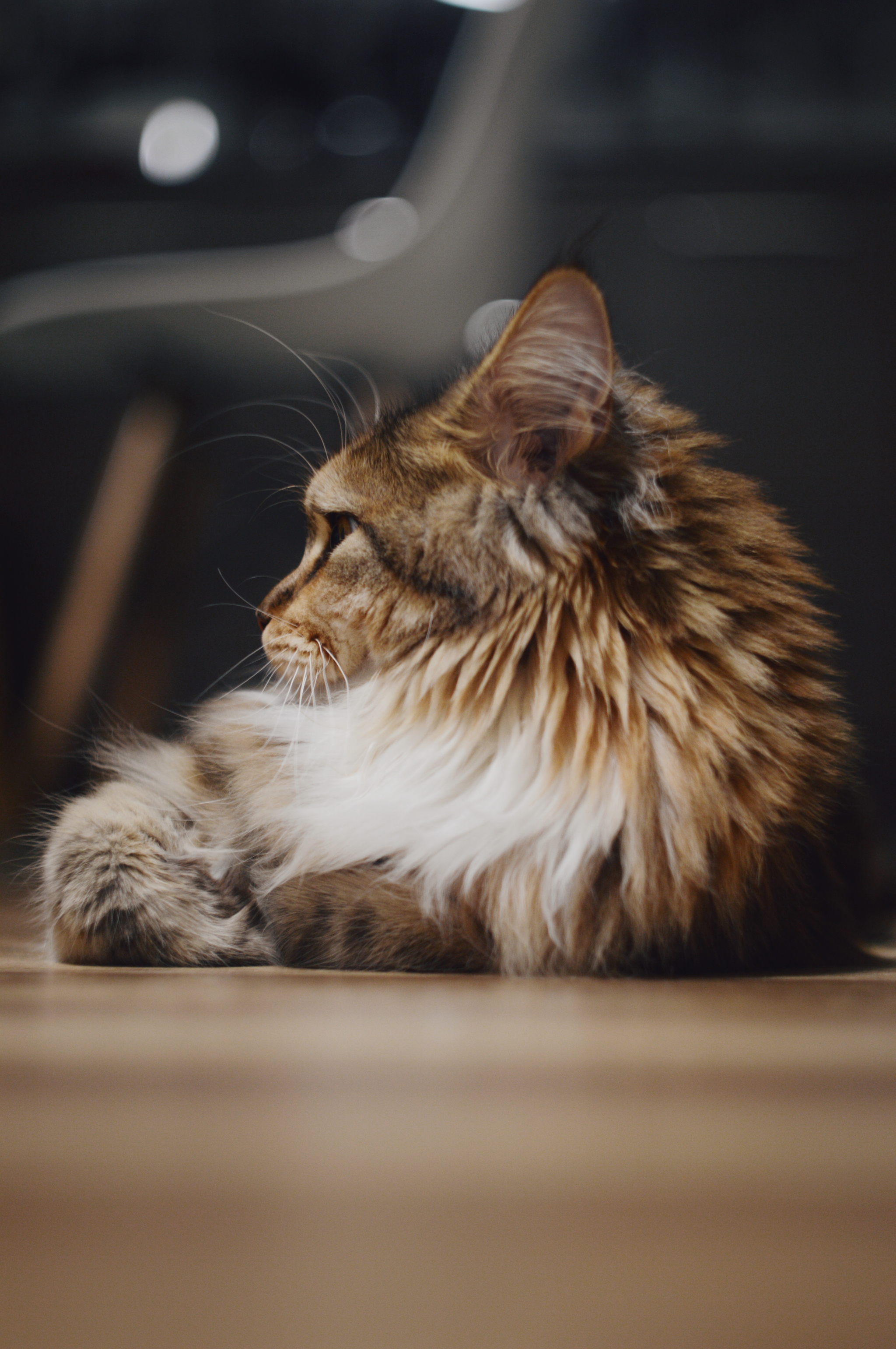 Maine Coon - My, Maine Coon, cat, Longpost, Catomafia