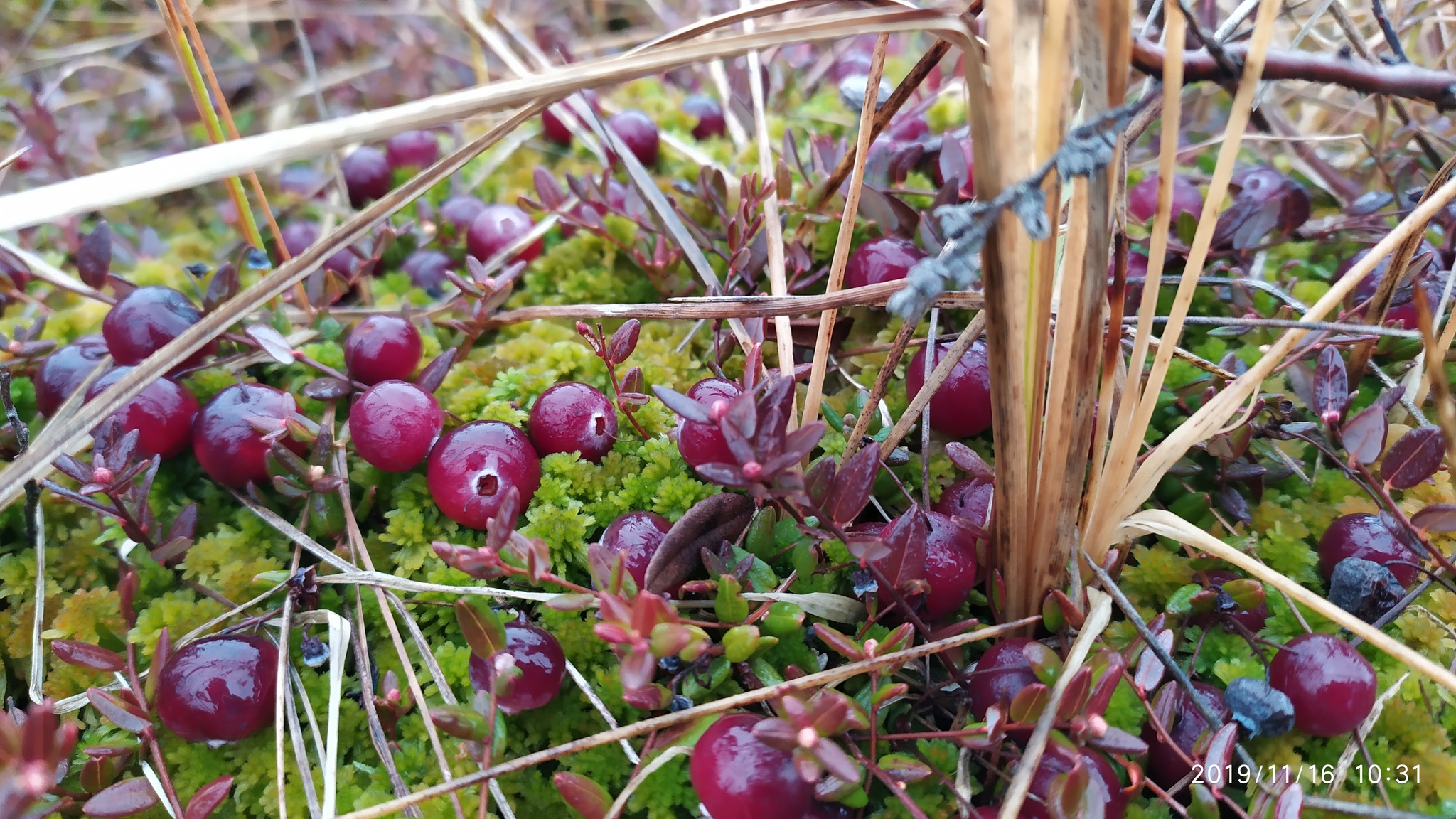 Juicy berry post)) - My, The photo, Nature, Berries, Cranberry, Swamp, Longpost