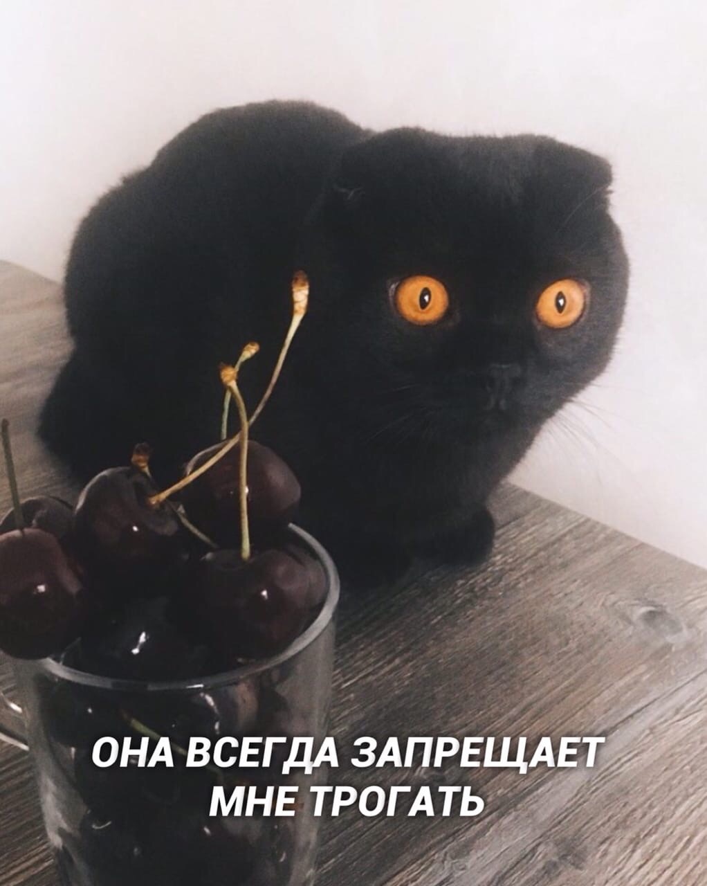 Мысли кота - Кот, Котомафия, Милота, Длиннопост