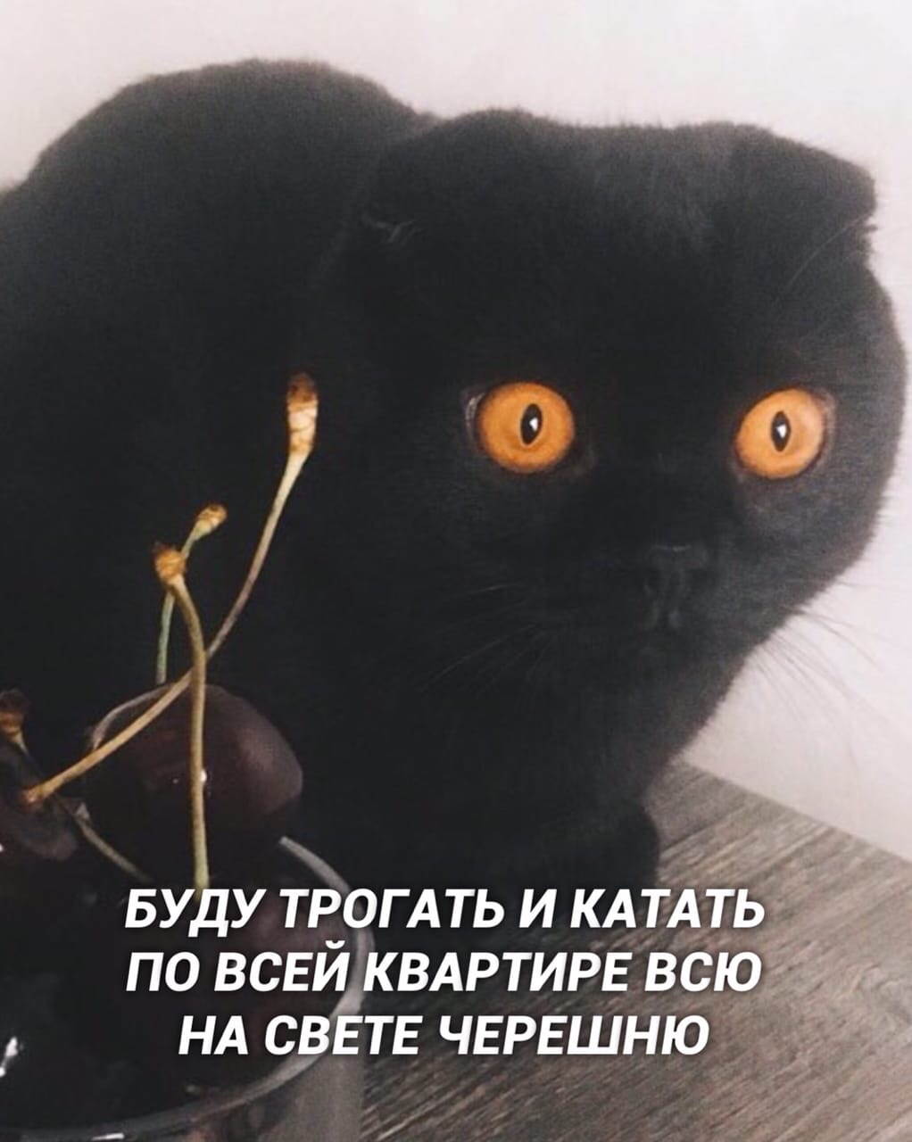 Мысли кота - Кот, Котомафия, Милота, Длиннопост