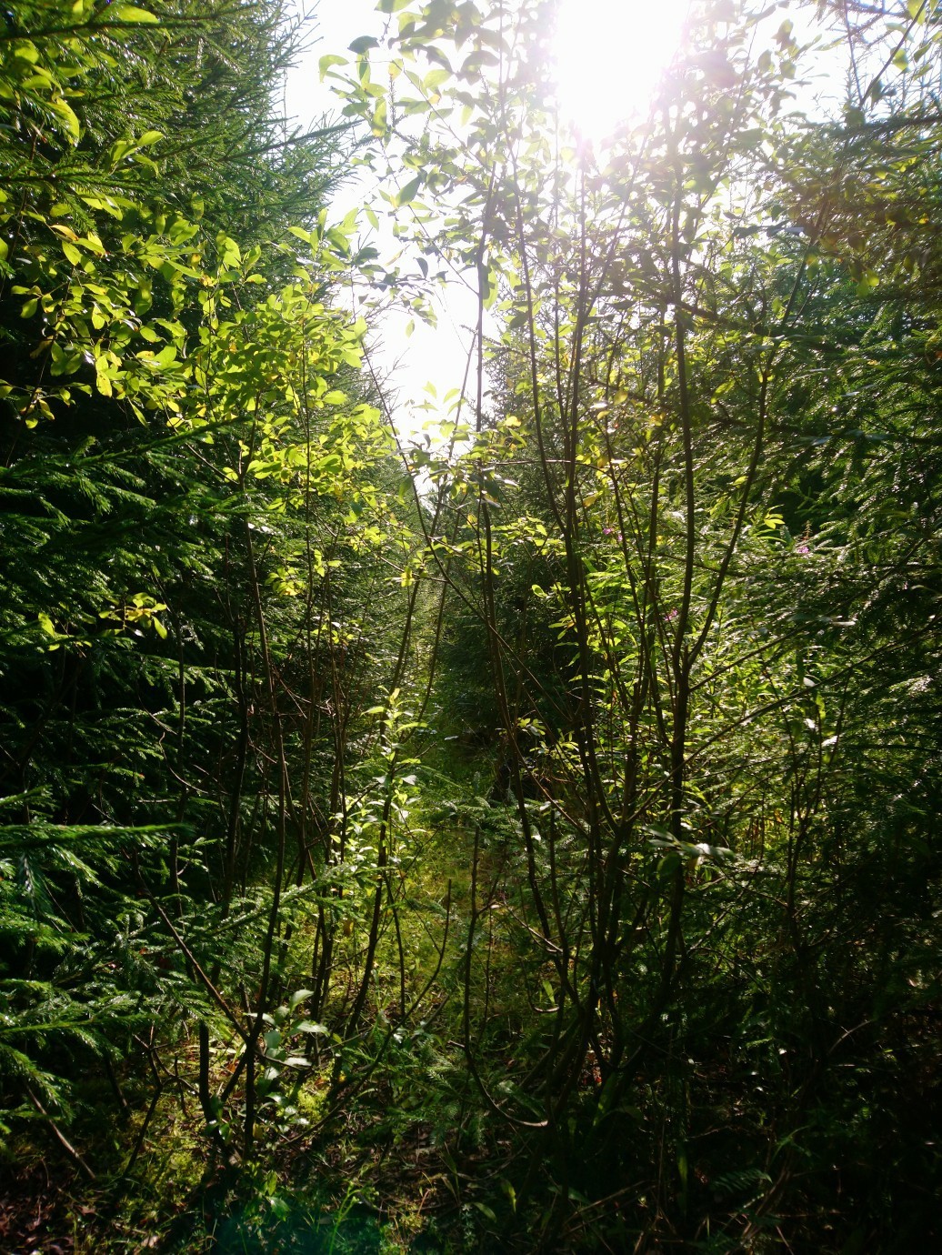 A little greenery - My, Beginning photographer, Nature, Longpost