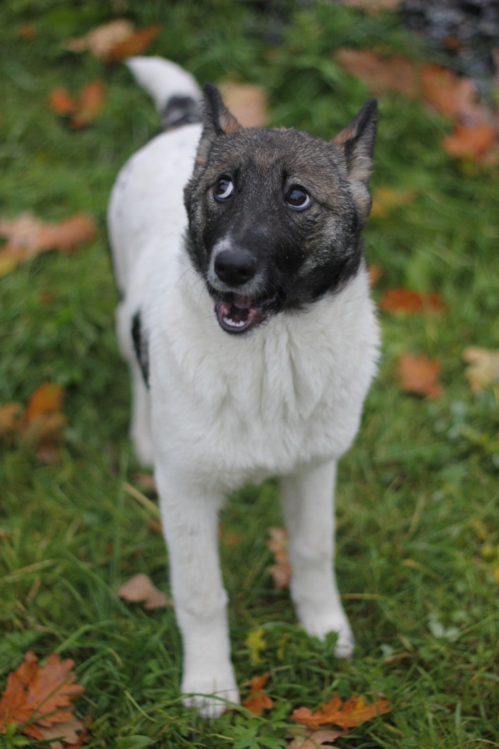 Affectionate cunning Darling - Saint Petersburg, Leningrad region, Longpost, No rating, In good hands, Dog