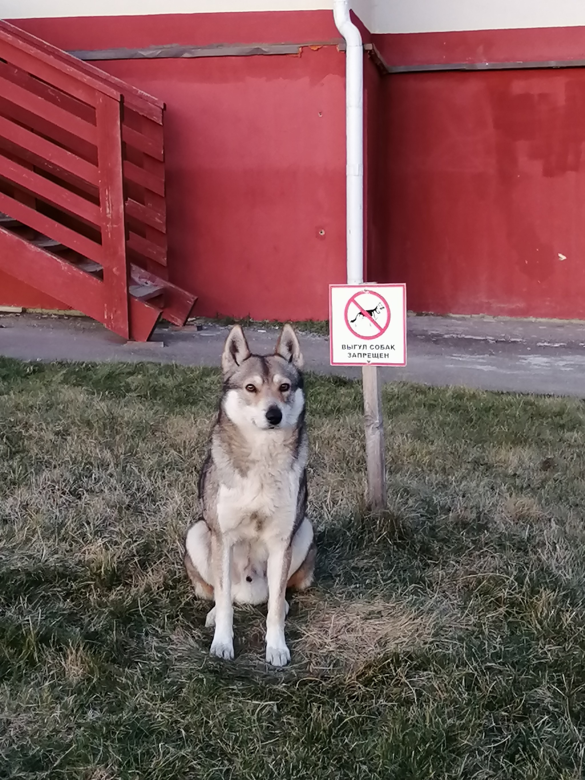 Intruder - My, Dog, Photo on sneaker