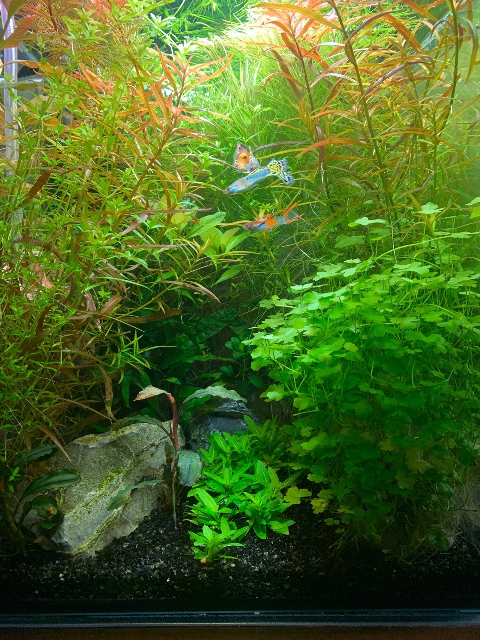 Herbalist in a 30 liter nano cube. Report for 1 month. It was/has become. - My, Aquarium, Shrimps, Longpost, Nanoaquarium