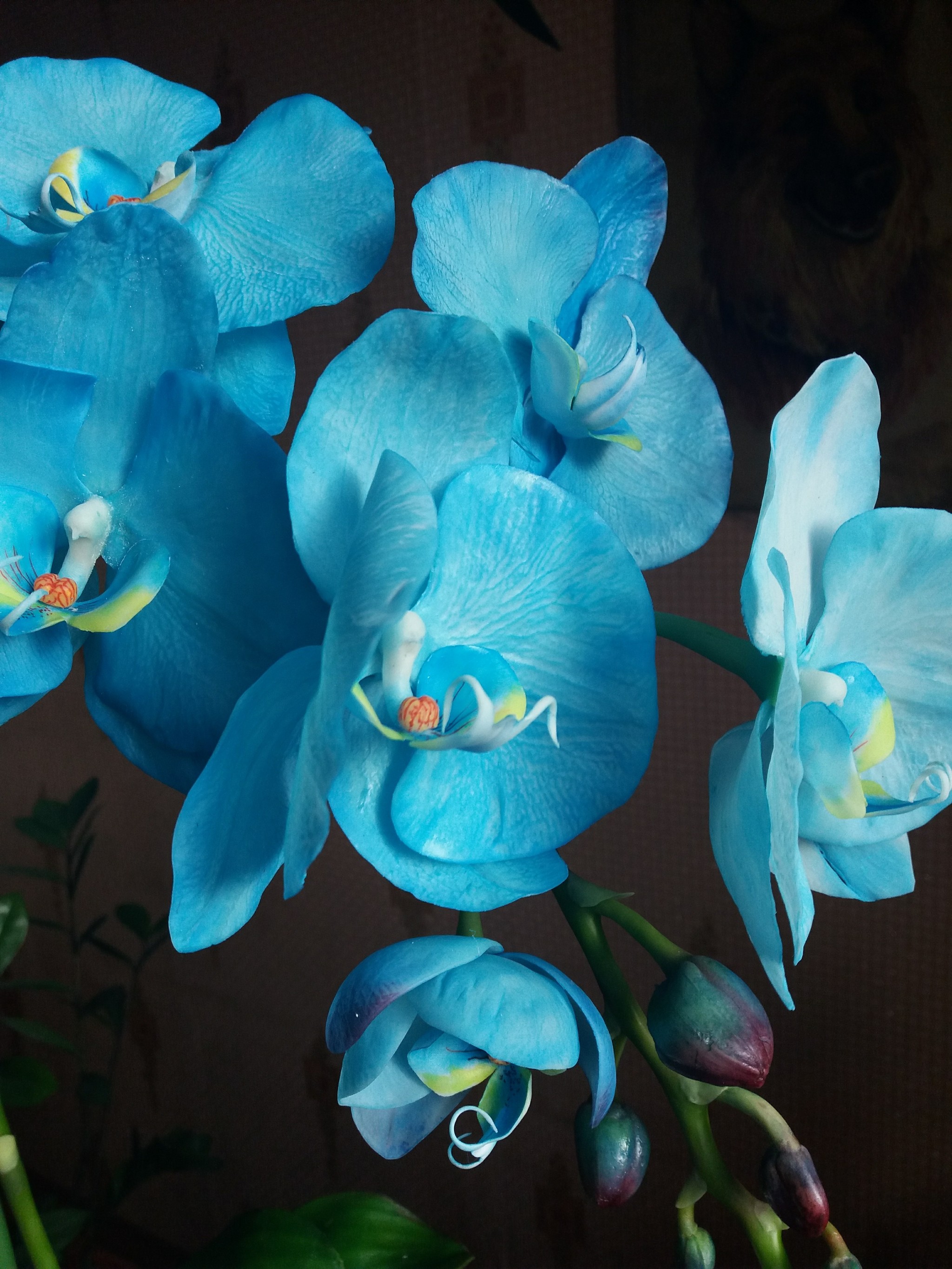 Blue orchid. - Blue Orchid, Cold porcelain, With your own hands, Longpost