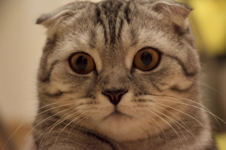 Kitty Kitty Kitty - My, Scottish lop-eared, Animals, Paws, Night, Pets, cat