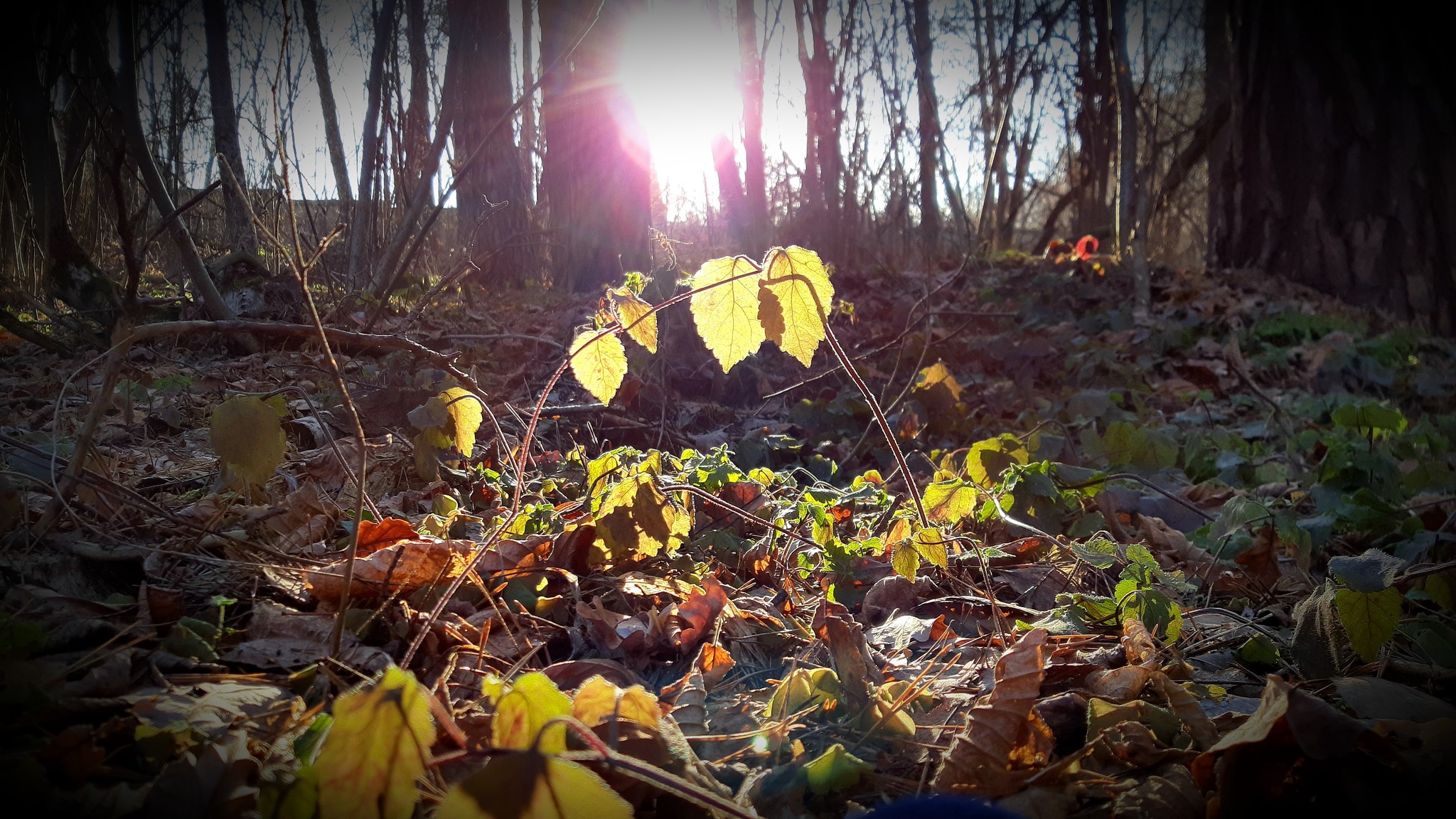 November sun. - My, Moscow region, Forest, The photo