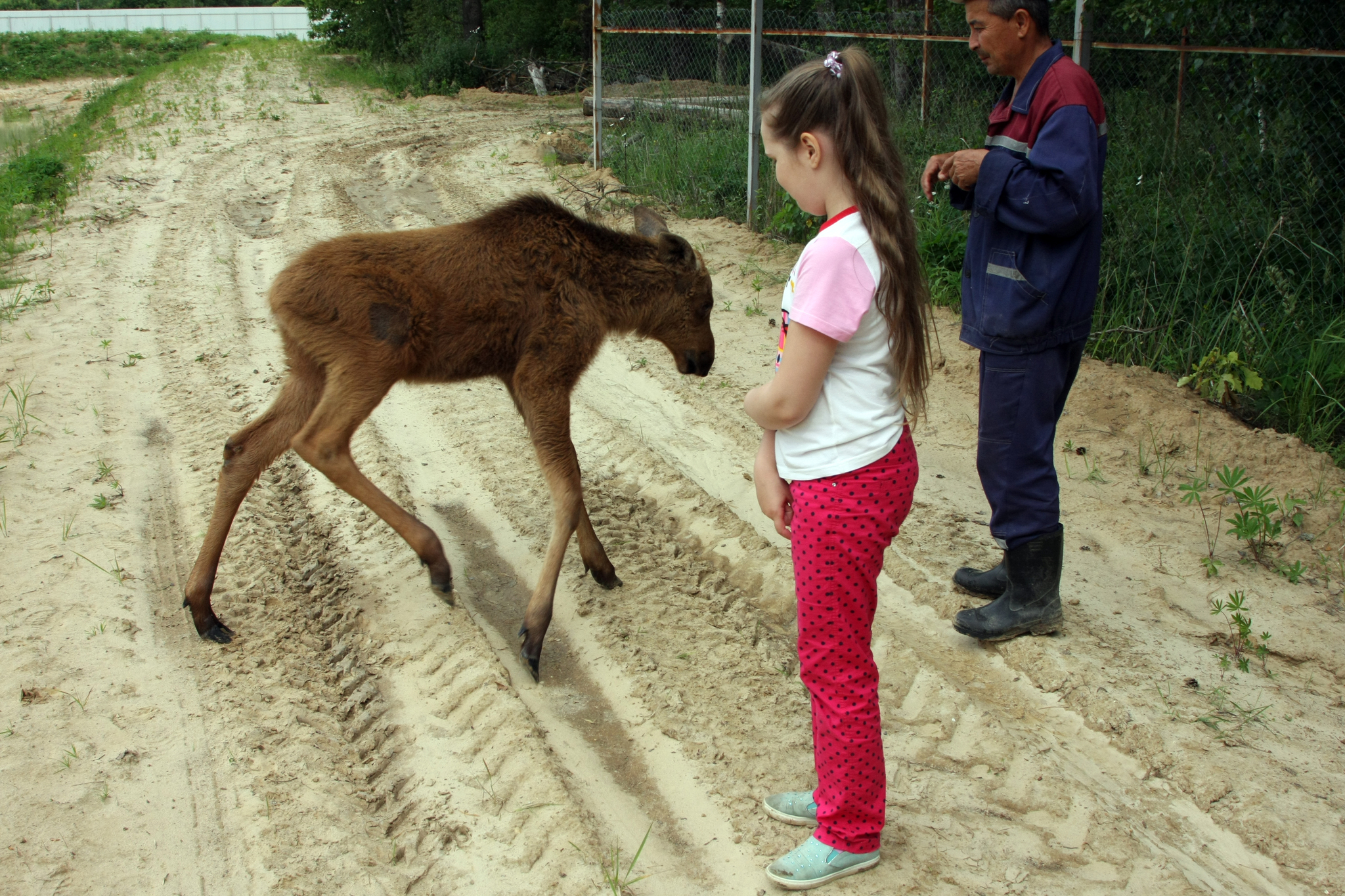 Guests from the forest or how the elk Lucy lived in our village for two years - My, Elk, Wild animals, Village, Longpost