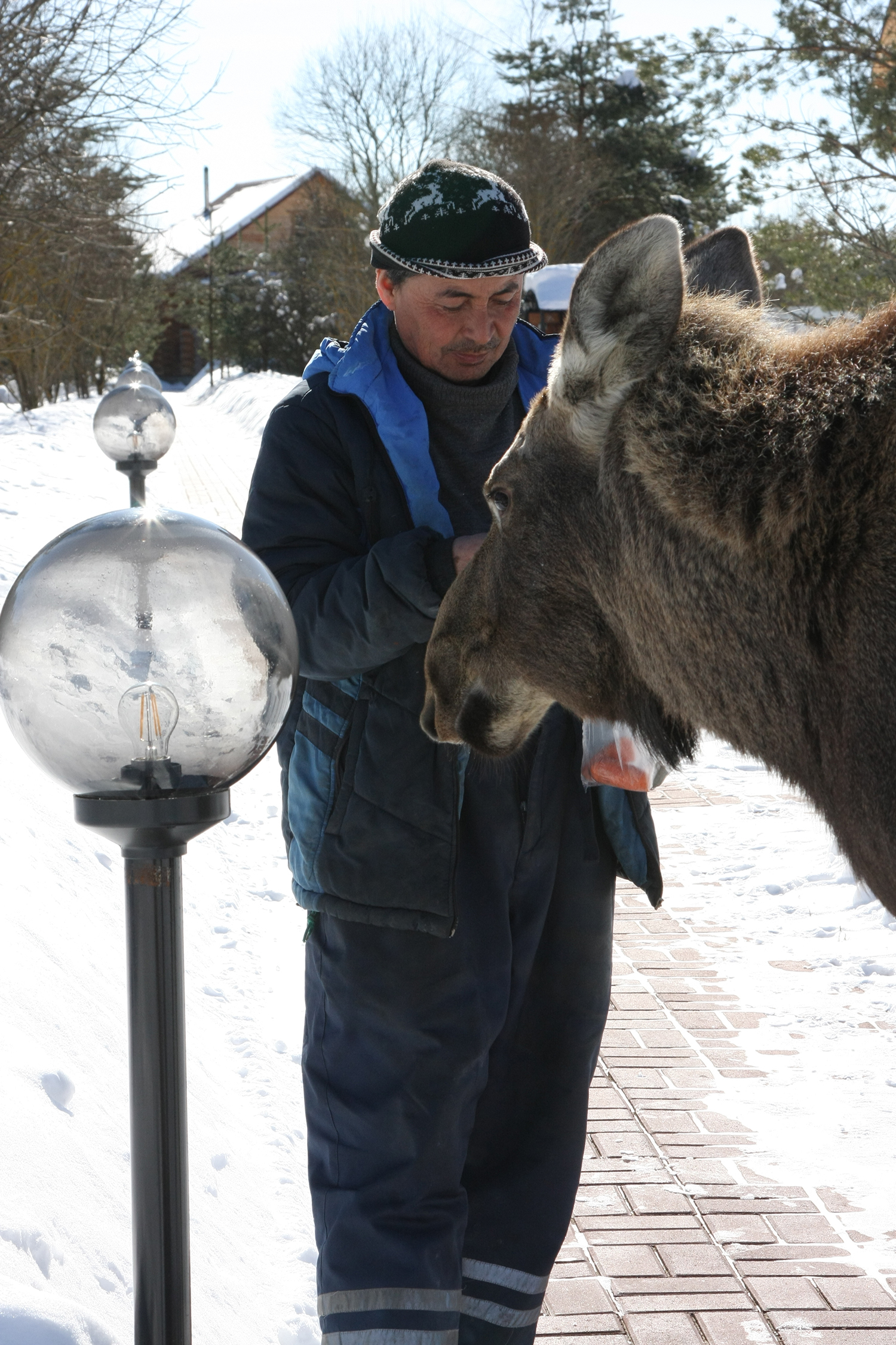 Guests from the forest or how the elk Lucy lived in our village for two years - My, Elk, Wild animals, Village, Longpost