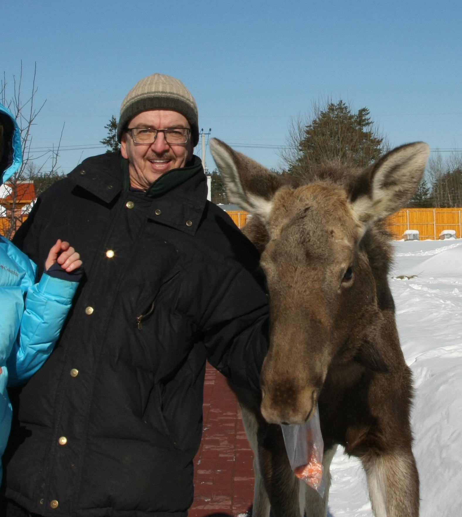 Guests from the forest or how the elk Lucy lived in our village for two years - My, Elk, Wild animals, Village, Longpost