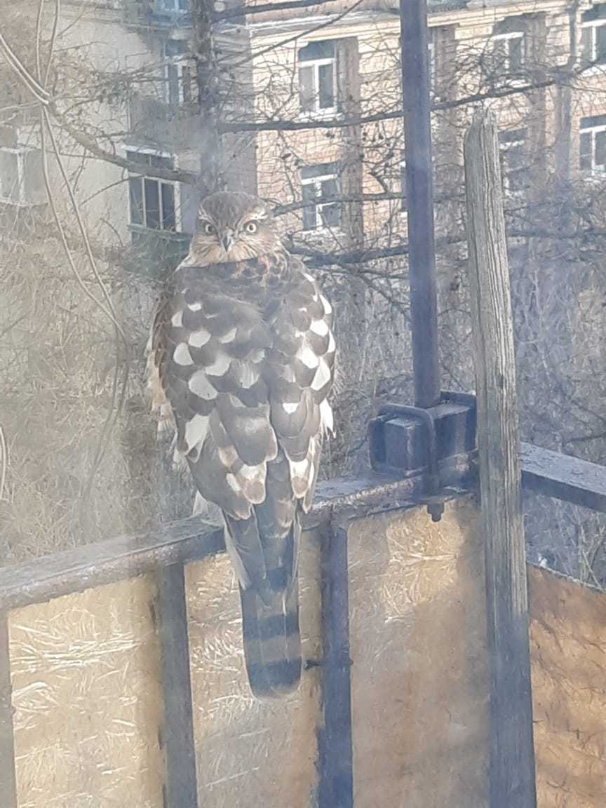 This guest flew onto the balcony - My, Birds, What kind of bird?, Ornithology, Longpost