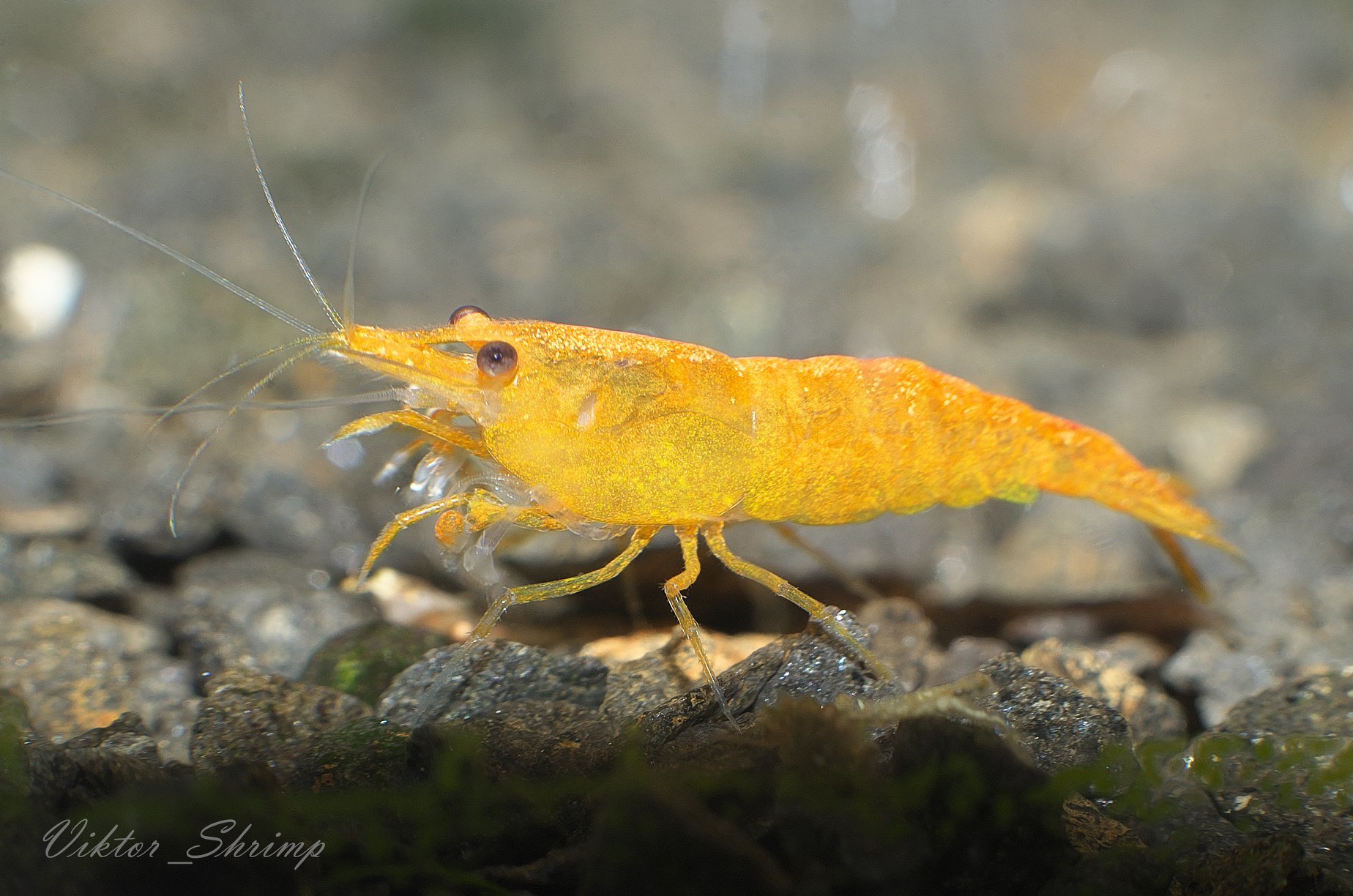 My aquarium inhabitants. - My, Aquarium, Aquarium shrimp, Neocaridina