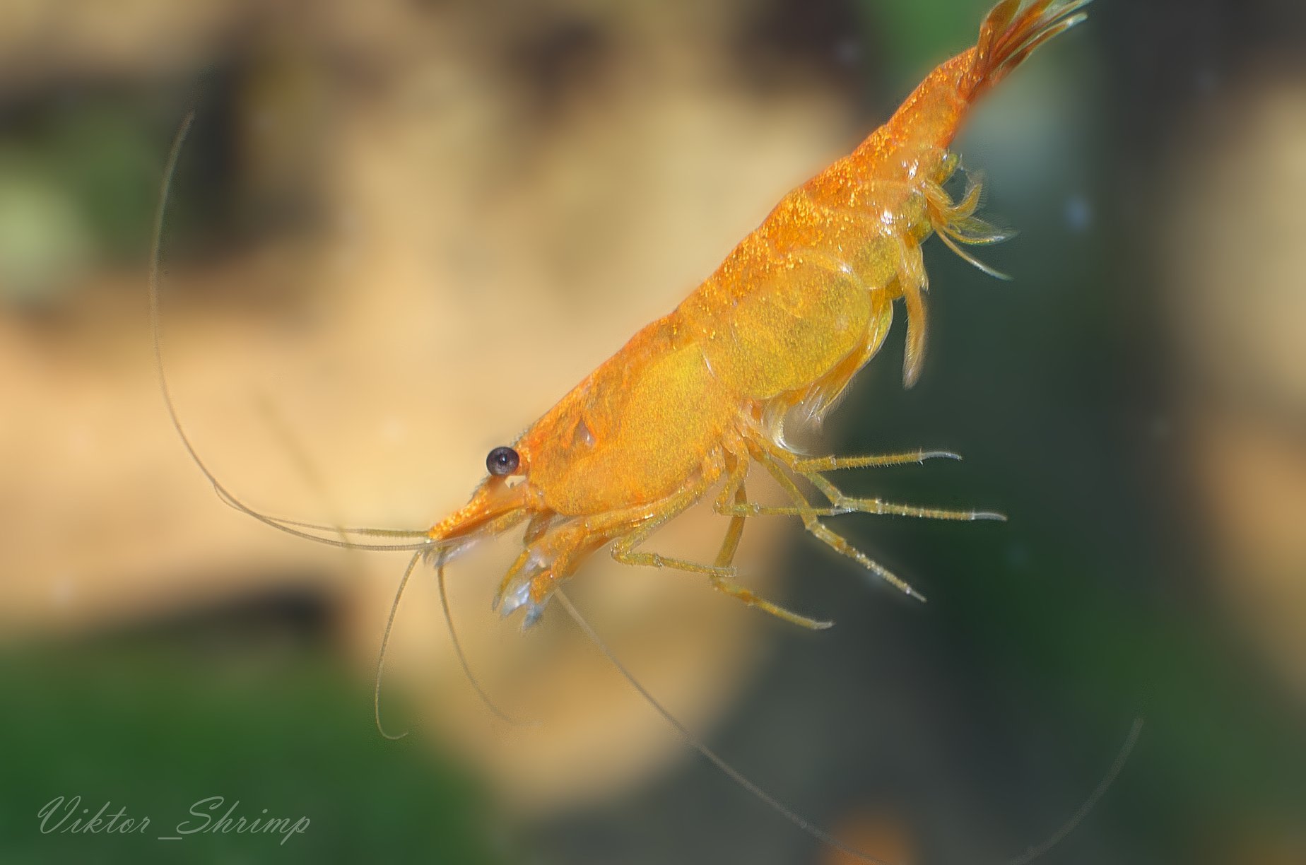 My aquarium inhabitants. - My, Aquarium, Aquarium shrimp, Neocaridina