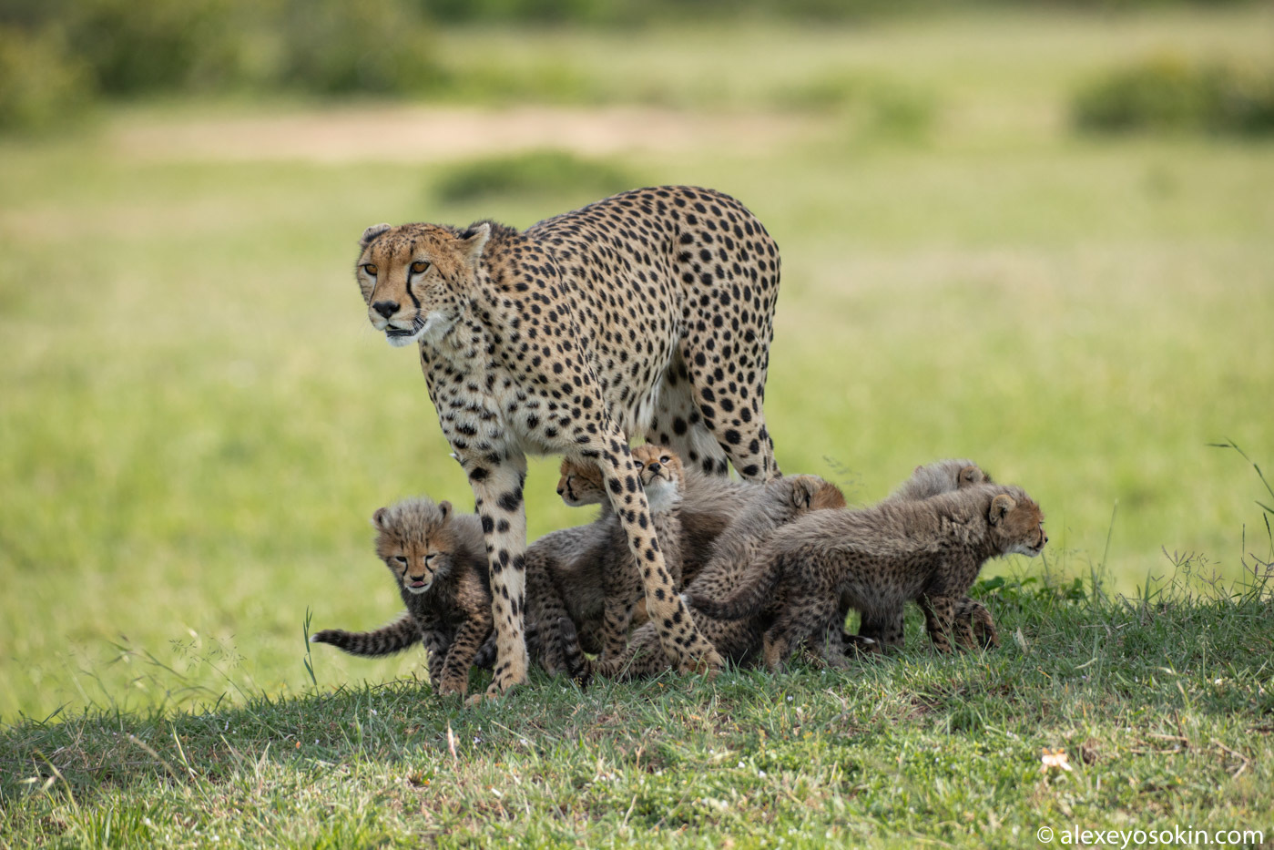 Cheetah and SEVEN kittens!.. A rare event and unique footage - Cheetah, Masai Mara, Alexey Osokin, Africa, Longpost, Animals