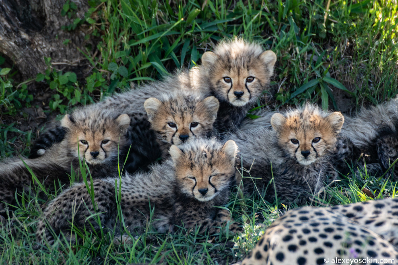 Cheetah and SEVEN kittens!.. A rare event and unique footage - Cheetah, Masai Mara, Alexey Osokin, Africa, Longpost, Animals