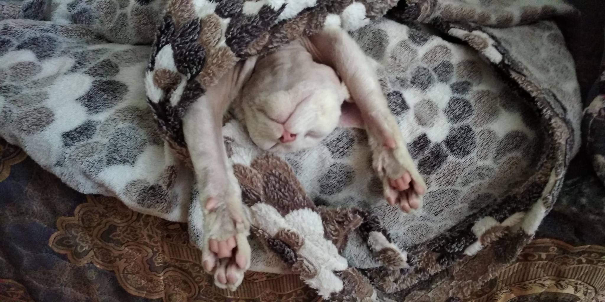 Kitty. - My, cat, Homunculus, Devon Rex