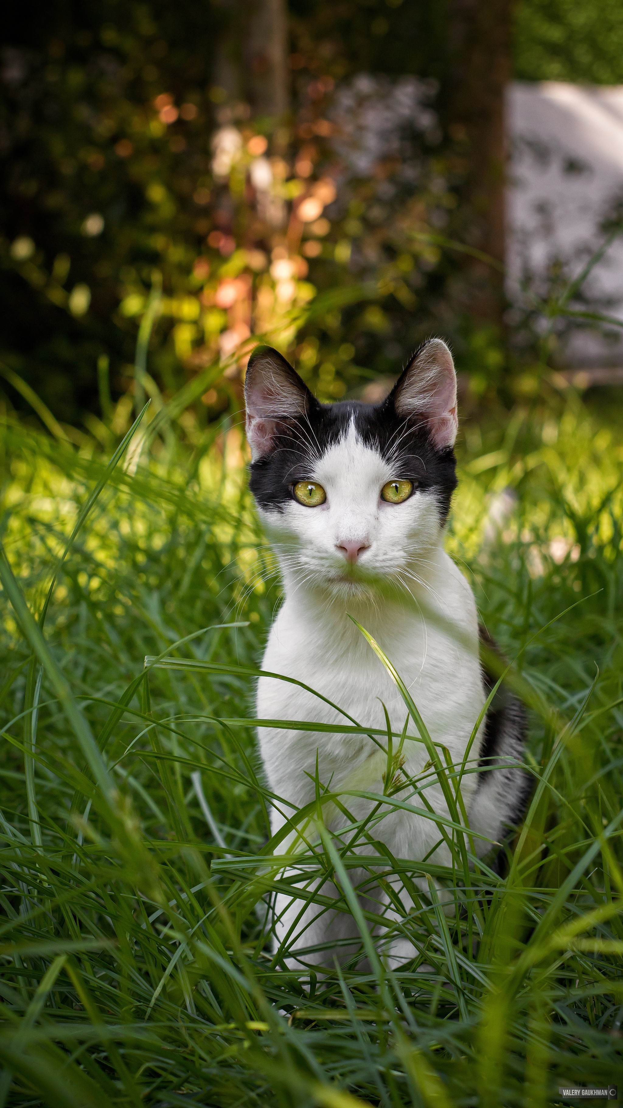 Hoba! You've been noticed - My, Canon 650d, The photo, Animals, cat, Longpost