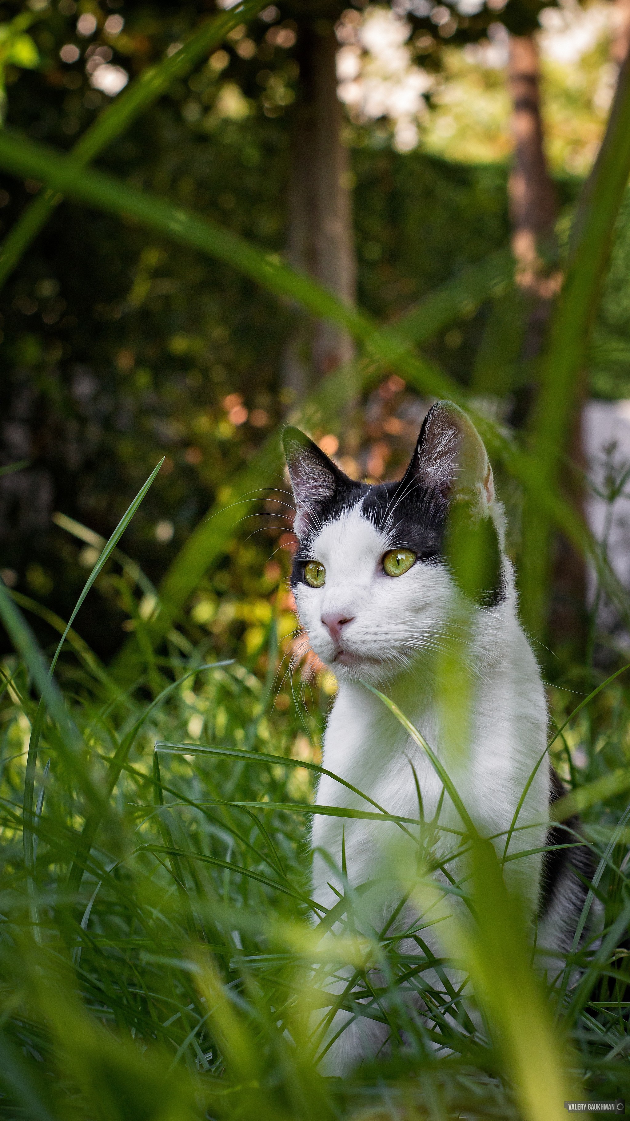 Hoba! You've been noticed - My, Canon 650d, The photo, Animals, cat, Longpost