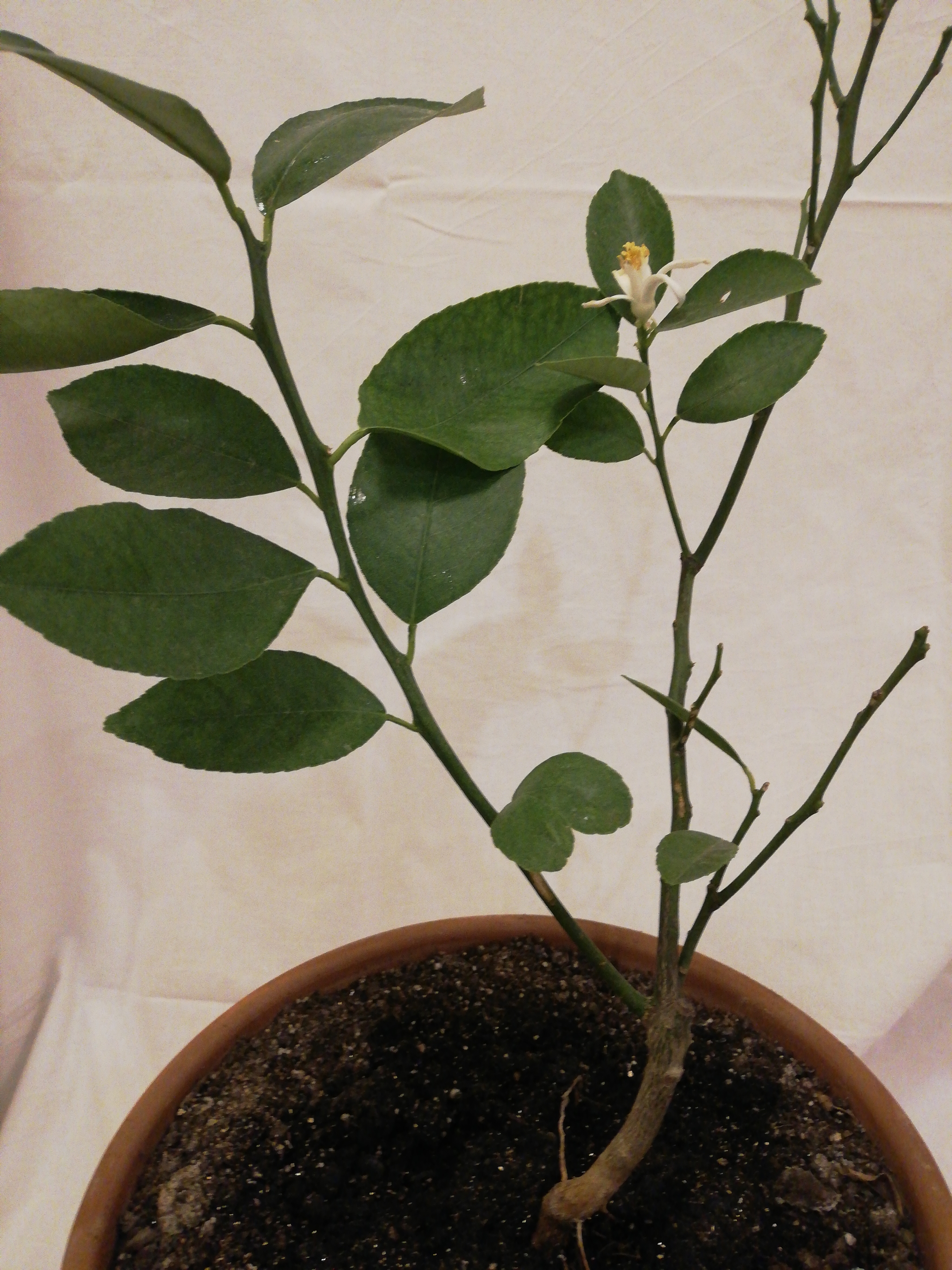 Bloomed - My, Citrus, Lemon, Plant growing, Houseplants, Longpost