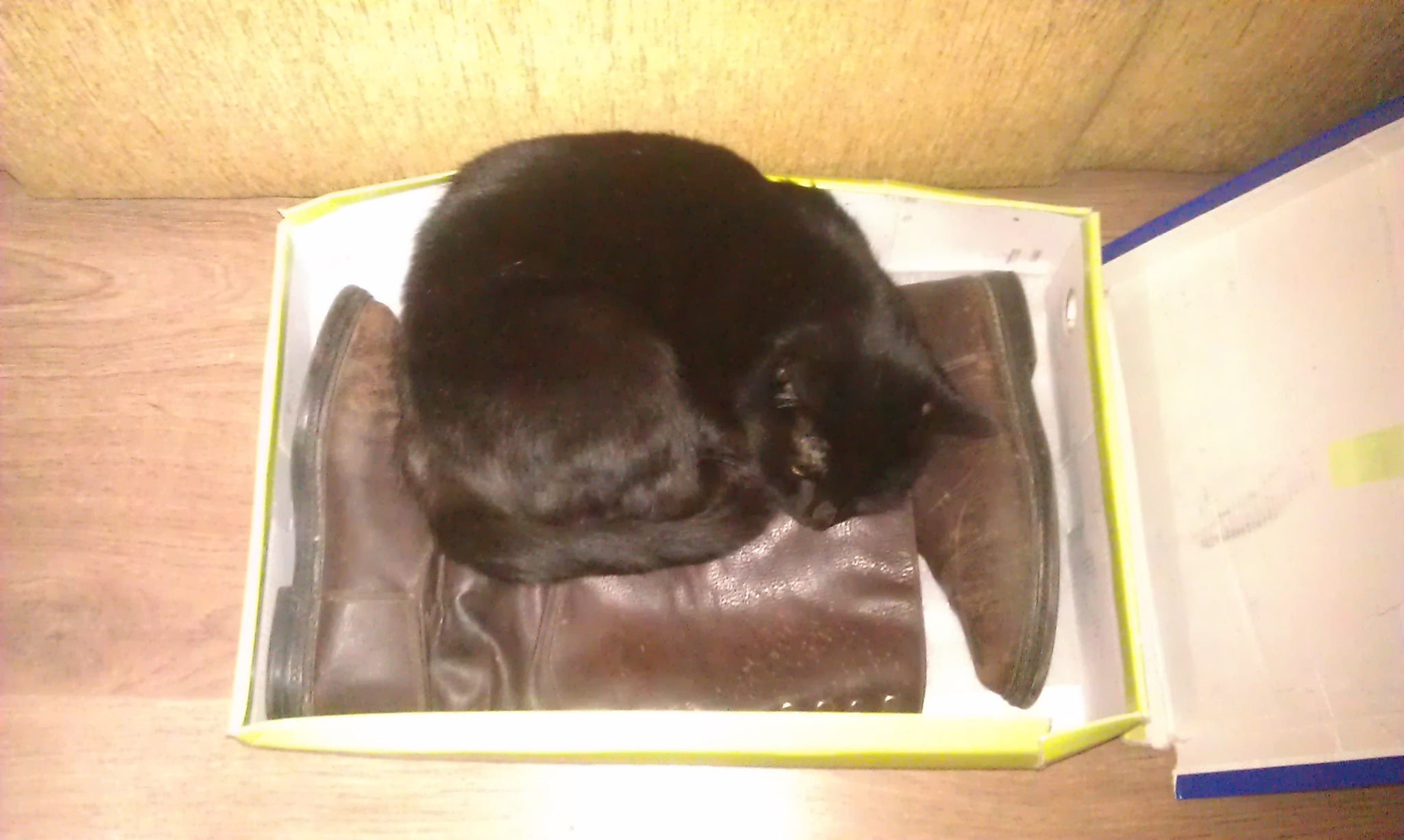 Puss in Boots by Trisha - My, Black cat, The cat is comfortable, cat