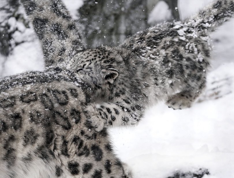 Kus - Snow Leopard, Kus, The photo