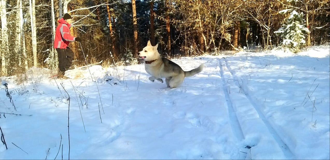 Just a song in the snow - My, Dog, Winter, Snow, The photo