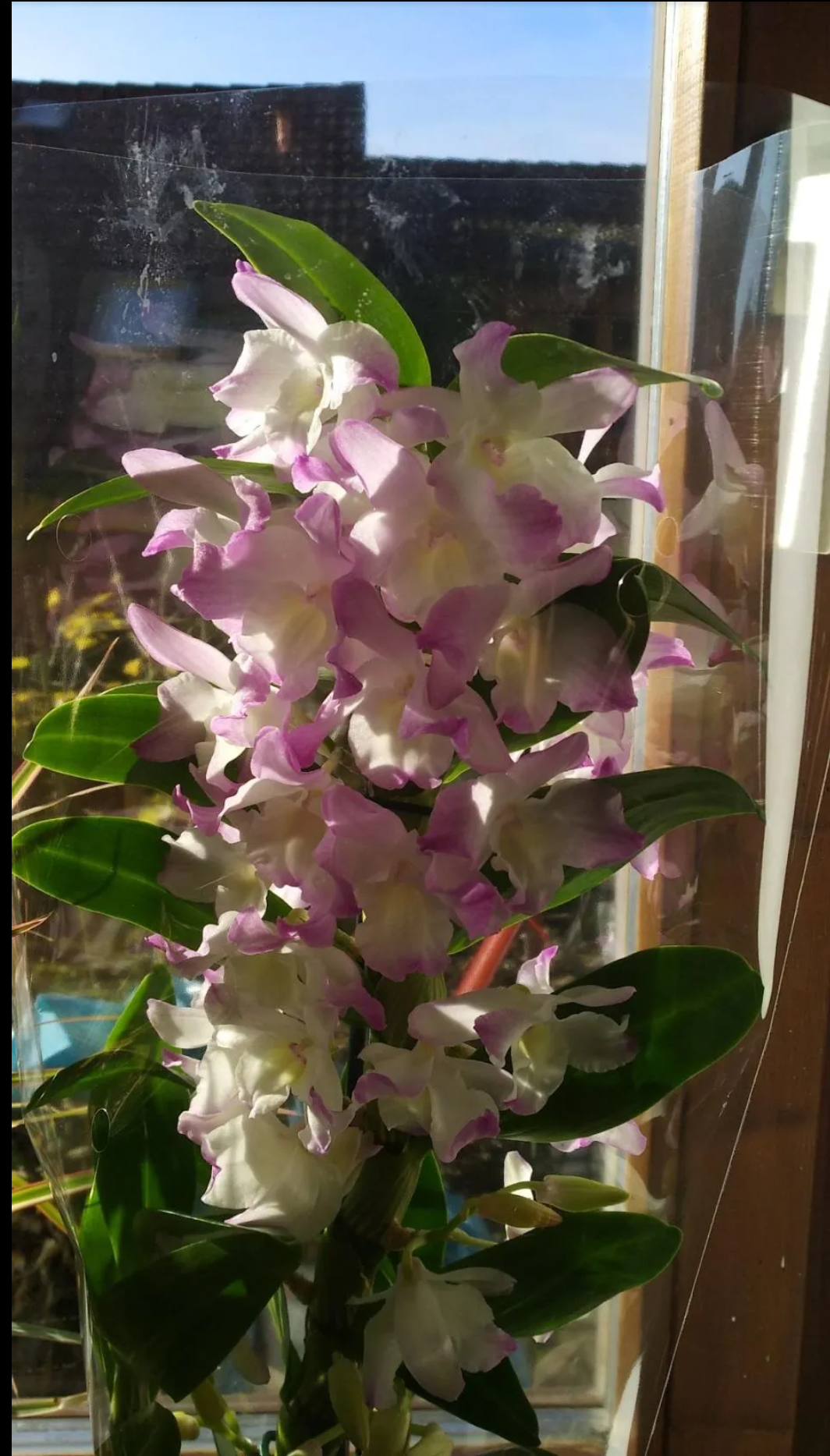 My flowers.... - Plants, Orchids, Dracaena, Longpost