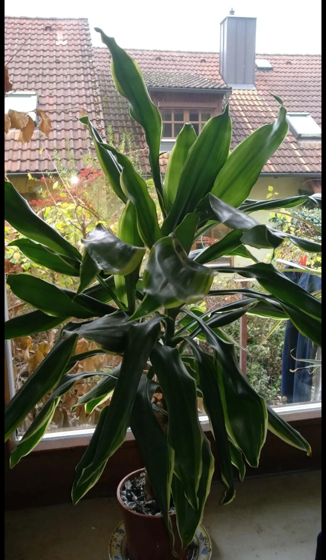 My flowers.... - Plants, Orchids, Dracaena, Longpost