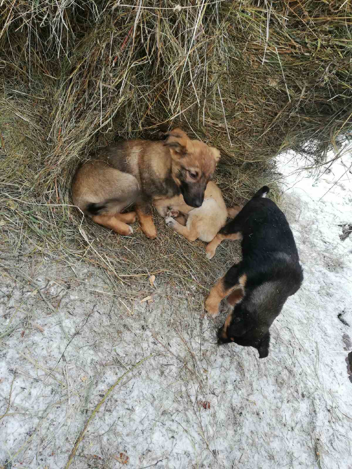 Puppies need help. Krasnoyarsk - My, Dogs and people, Help, Krasnoyarsk, No rating, Longpost, In good hands, Dog, Puppies