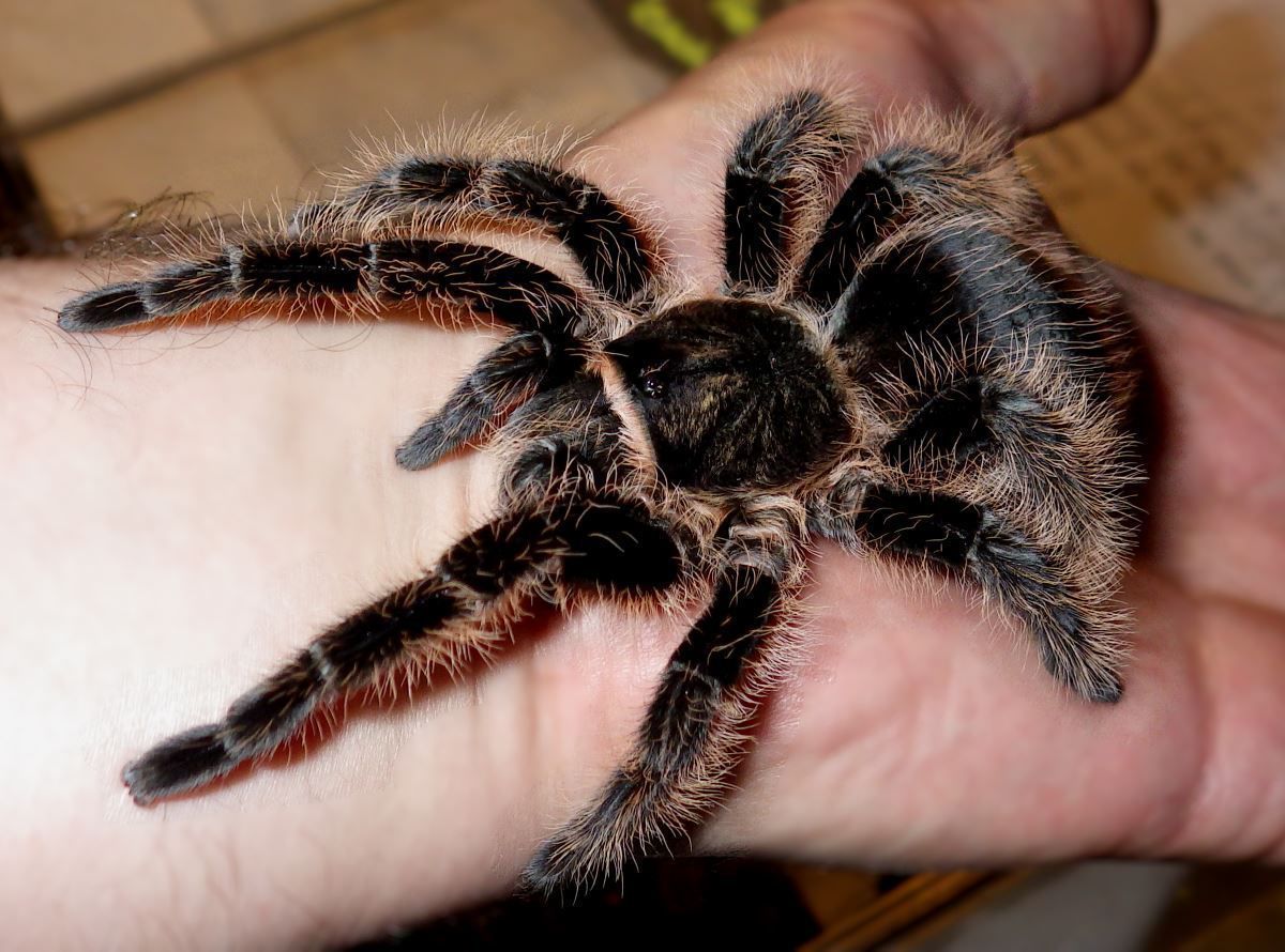 The first tarantula spider - Bird spiders, Pets, Exotic animals, Care and maintenance, Longpost