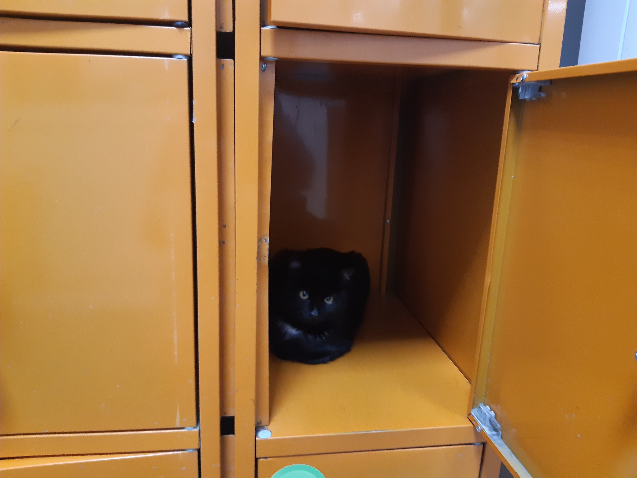 Why do they put lockers in supermarkets? - My, cat, Supermarket, Catomafia