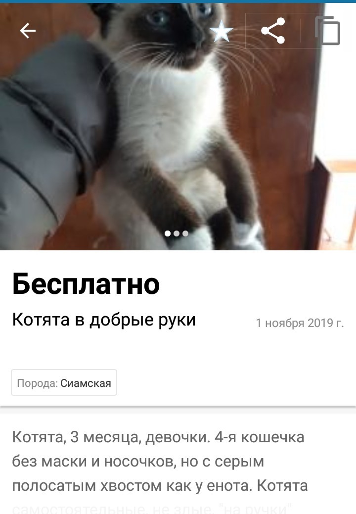 Kitten in good hands - cat, Catomafia, Longpost, In good hands, No rating