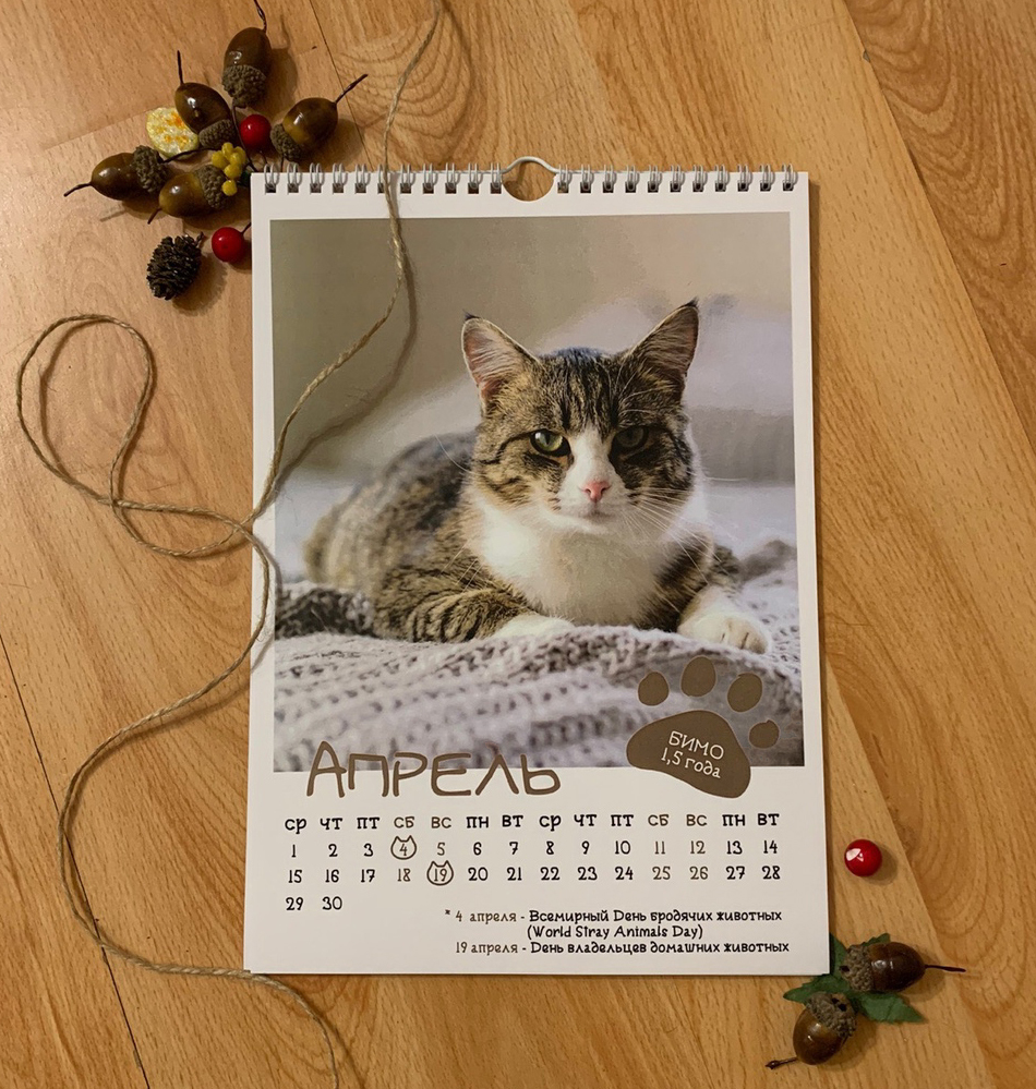 CAT calendar from the cat shelter :) - My, cat, The calendar, 2020, The photo, Chelyabinsk, Longpost