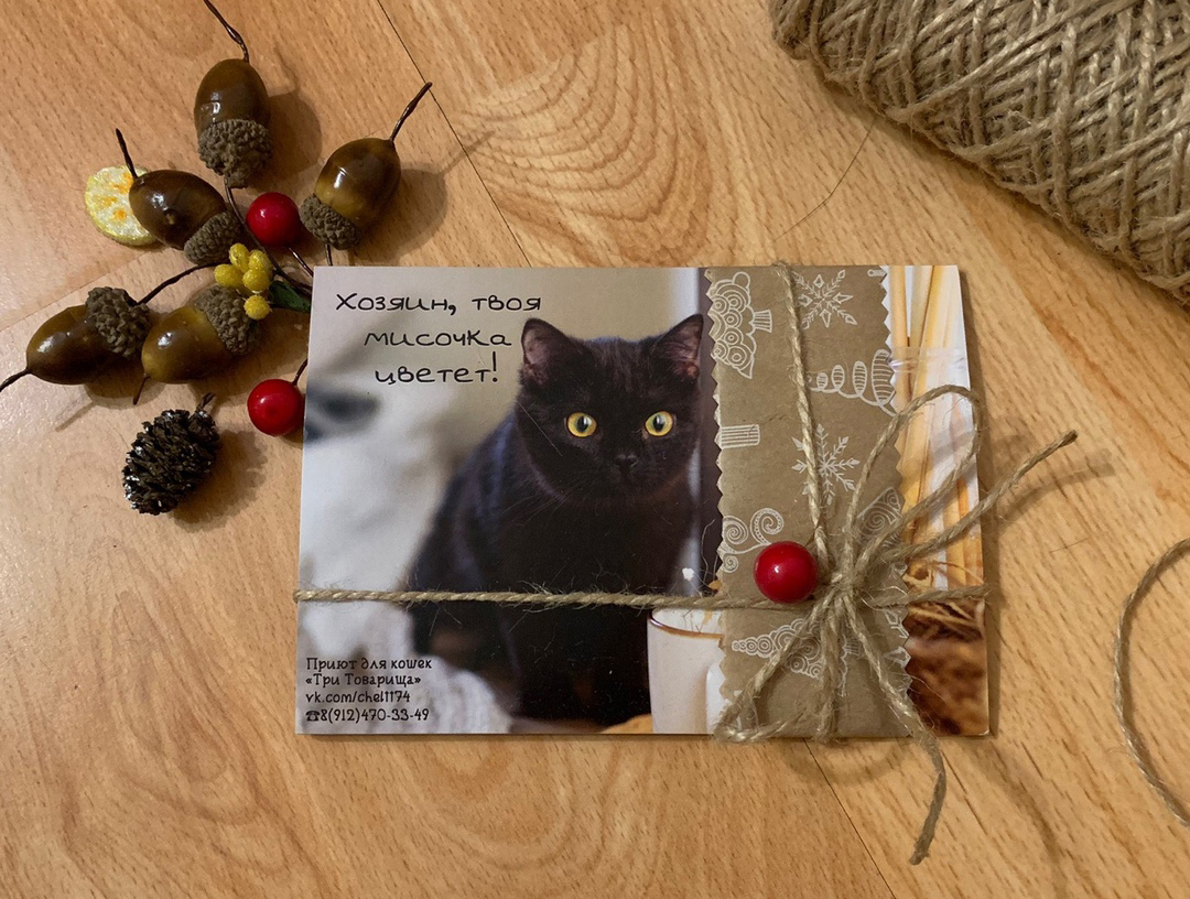 CAT calendar from the cat shelter :) - My, cat, The calendar, 2020, The photo, Chelyabinsk, Longpost