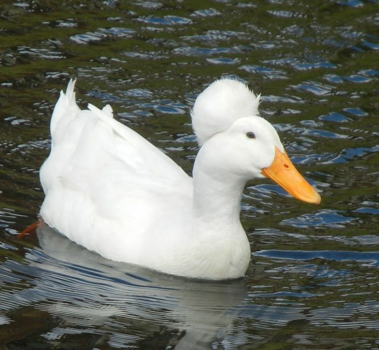 Interesting waterfowl - My, Birds, Waterfowl, Animals, Pets, Top, Гусь, Duck, Longpost