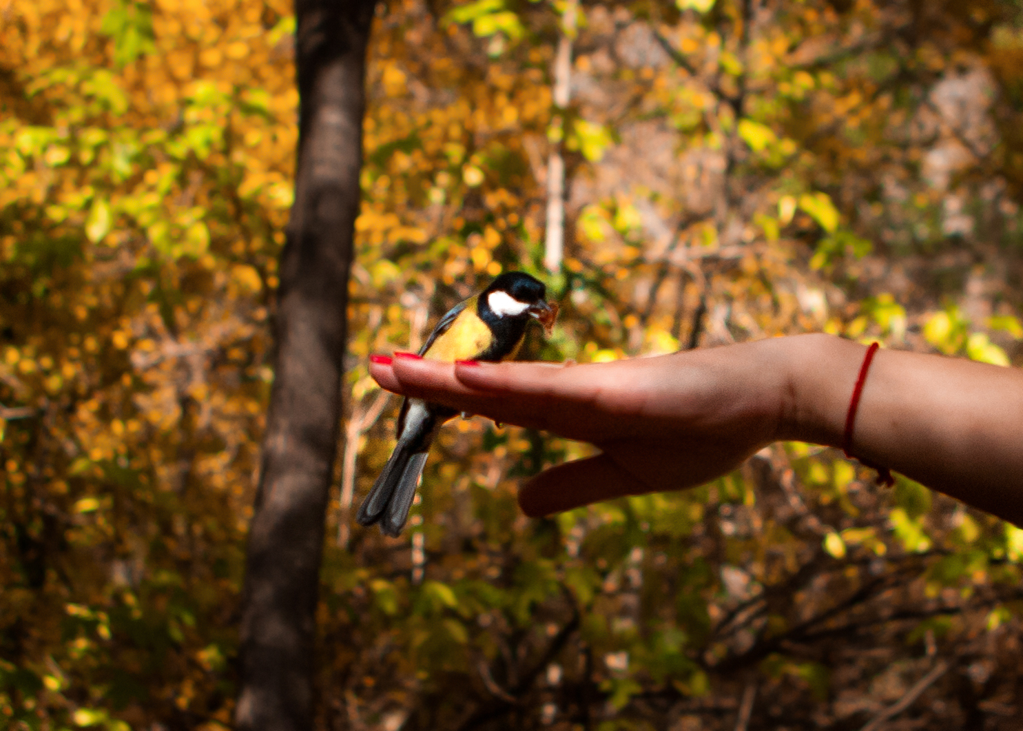 Tame tits - My, Tit, The photo, Kizil-Koba, Nature, Canon, Longpost